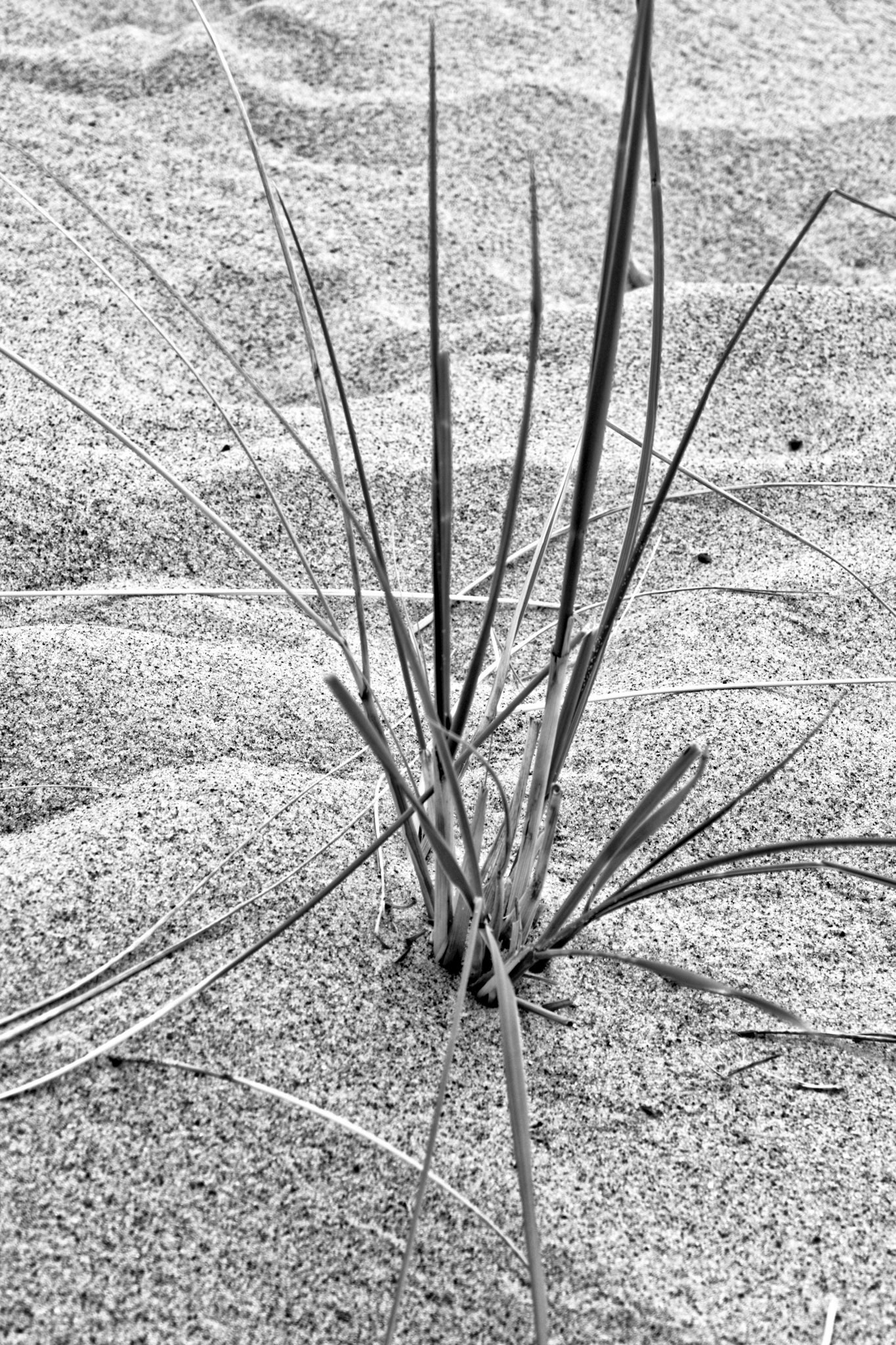 Black &amp; White 00208