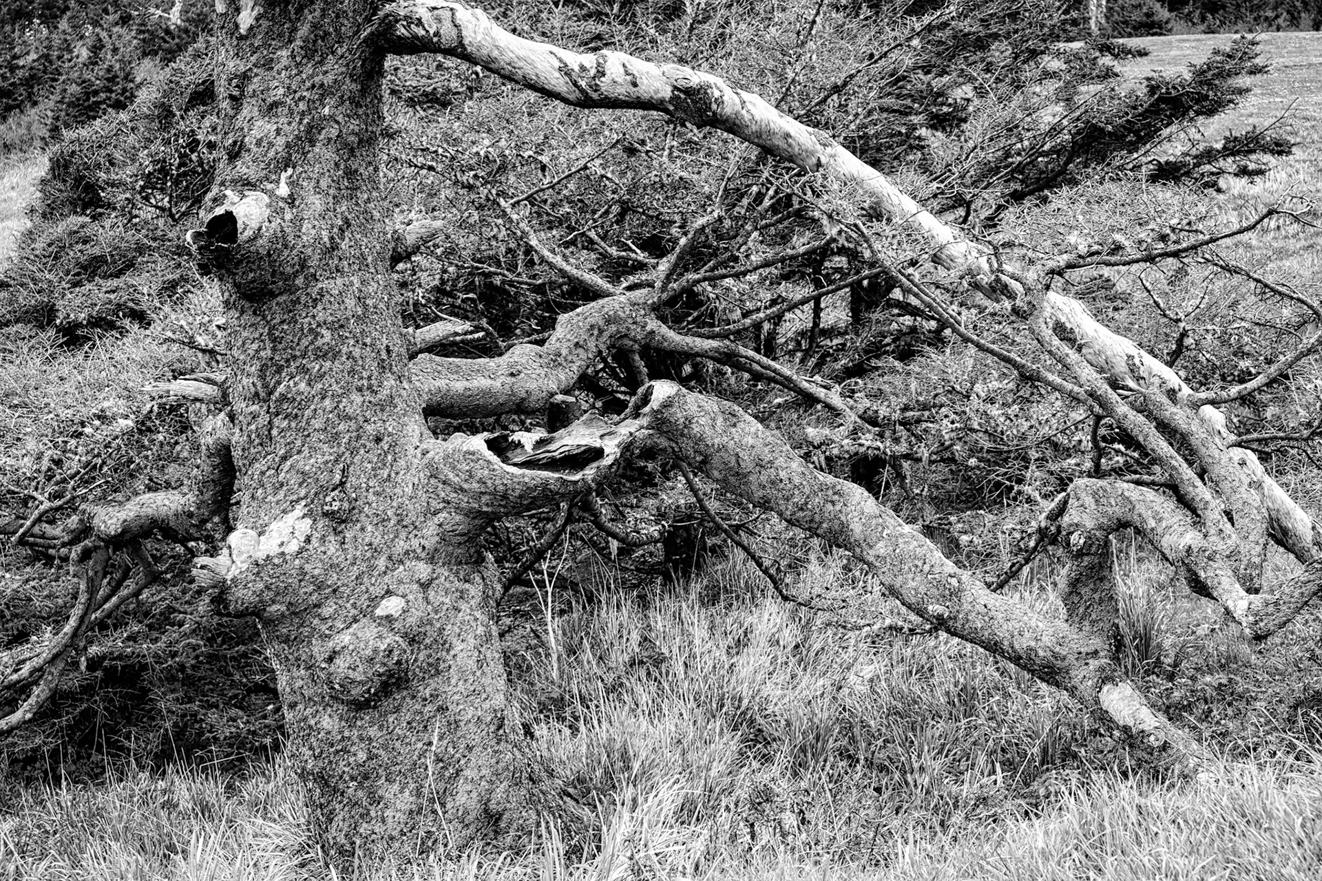 Black &amp; White 00243