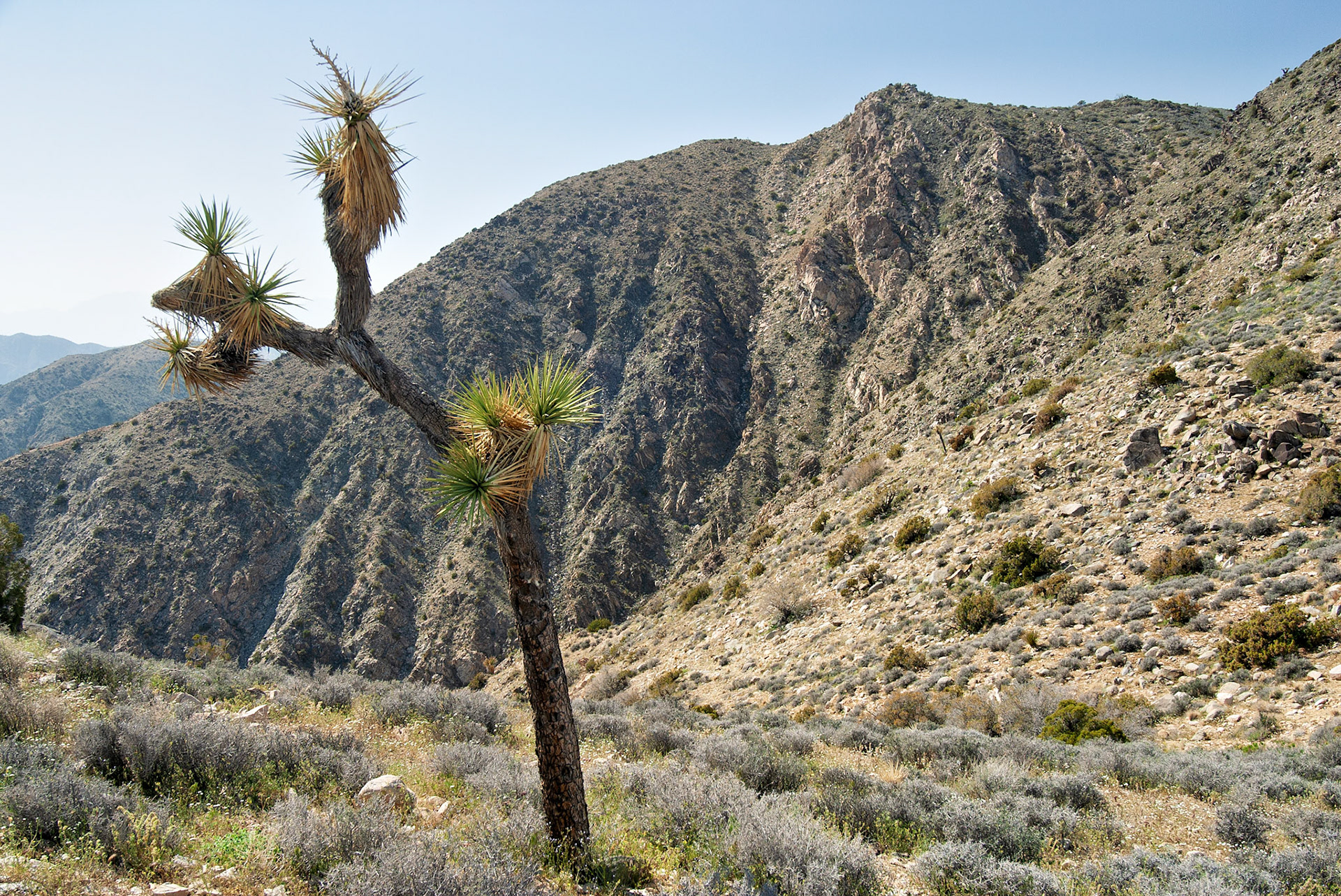 CA_JoshuaTree_20030514_0023_PS.dng