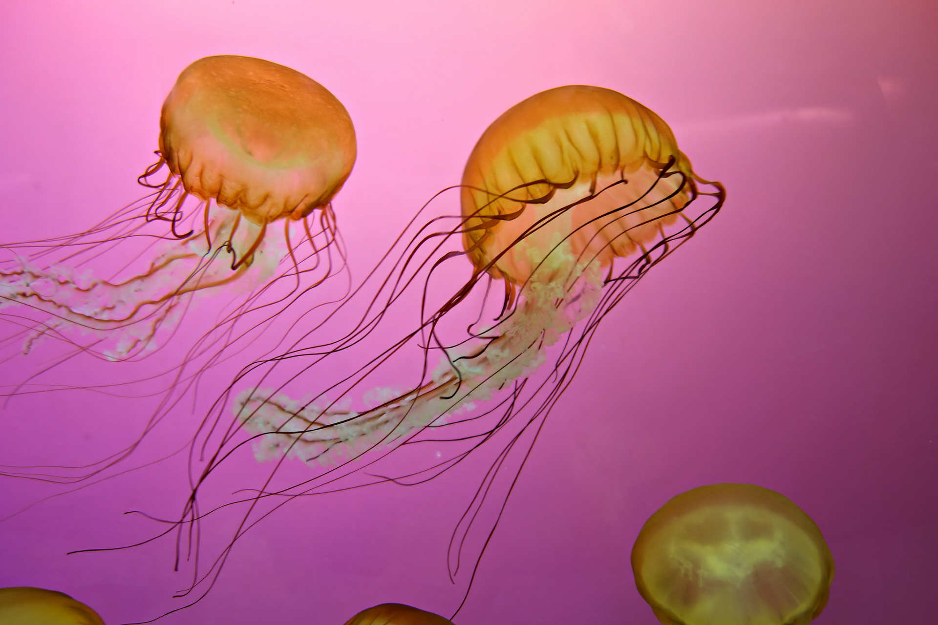 Wildlife_20120725_0332_PS.dng