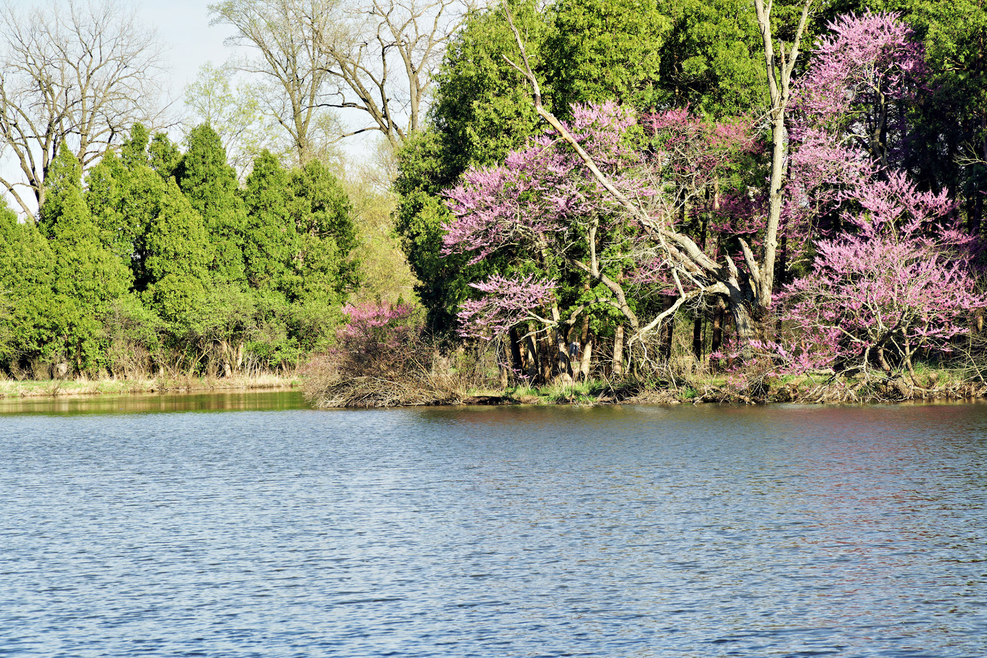IL_Morton Arboretum_20170422_0785_PS.tif
