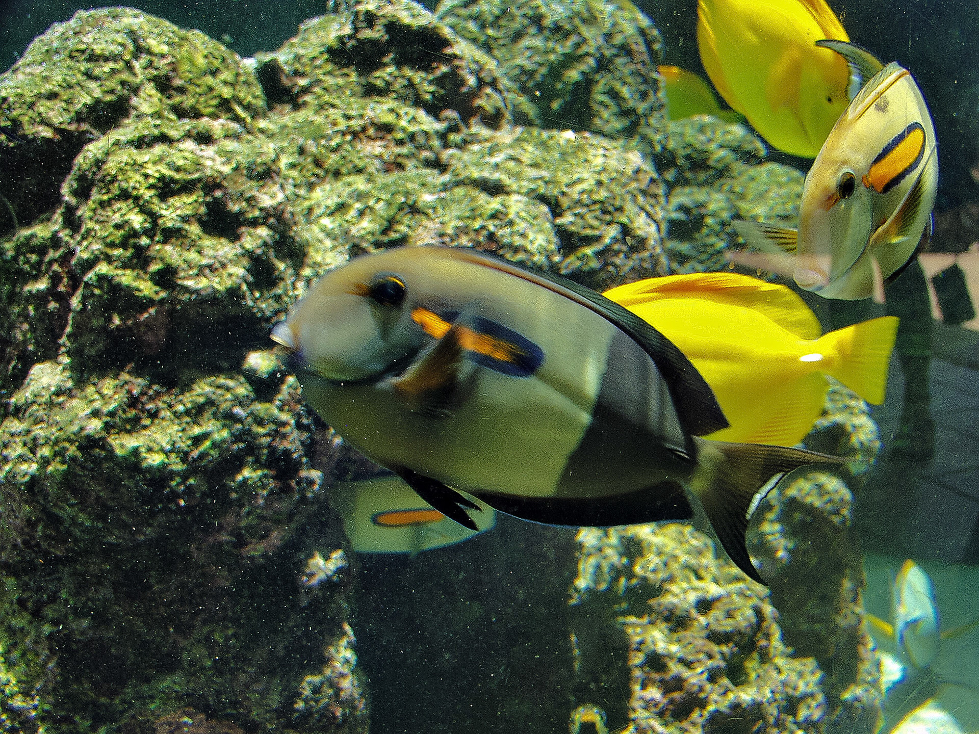 OLYMPUS DIGITAL CAMERA