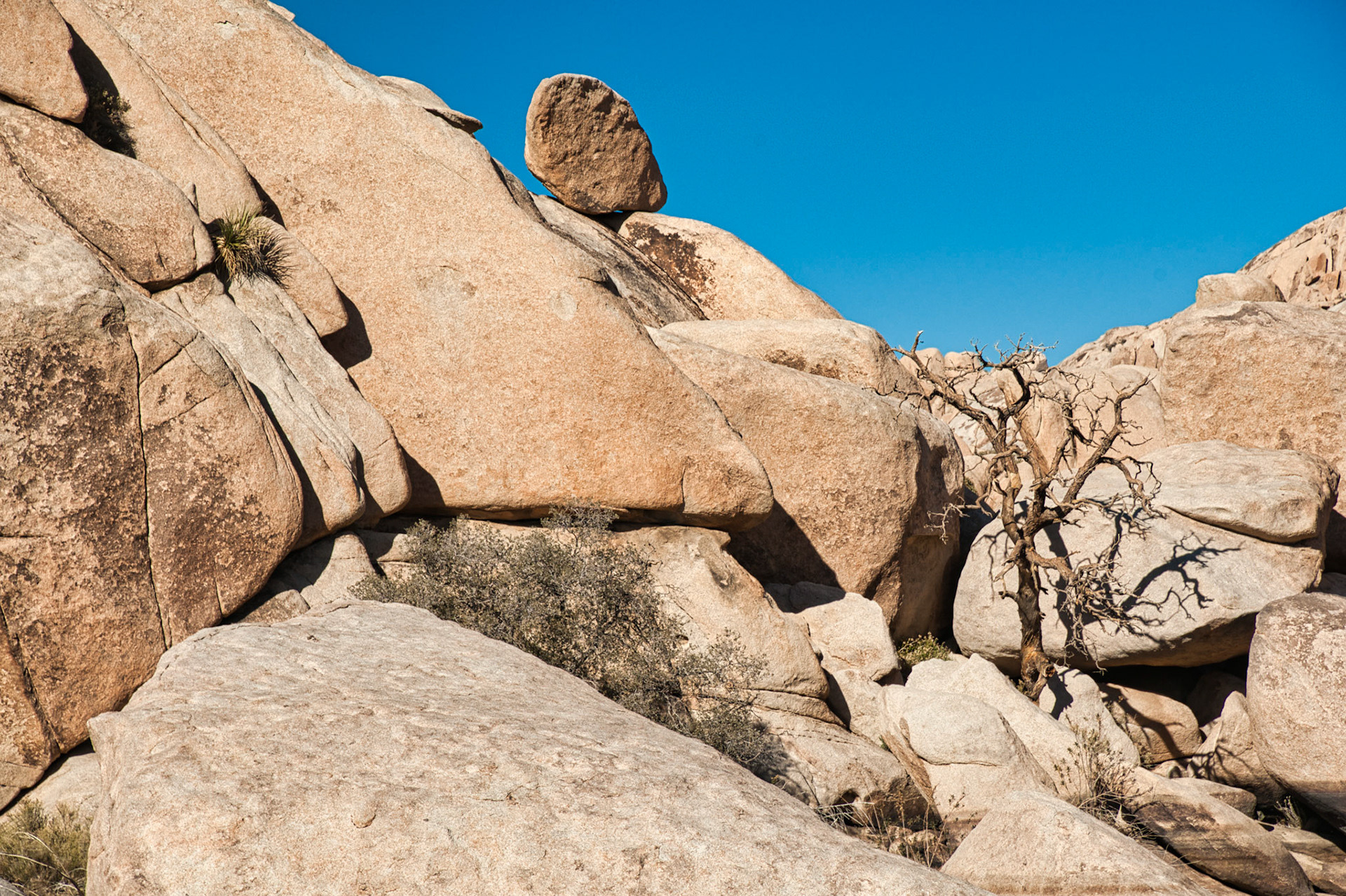 California Joshua Tree 00067