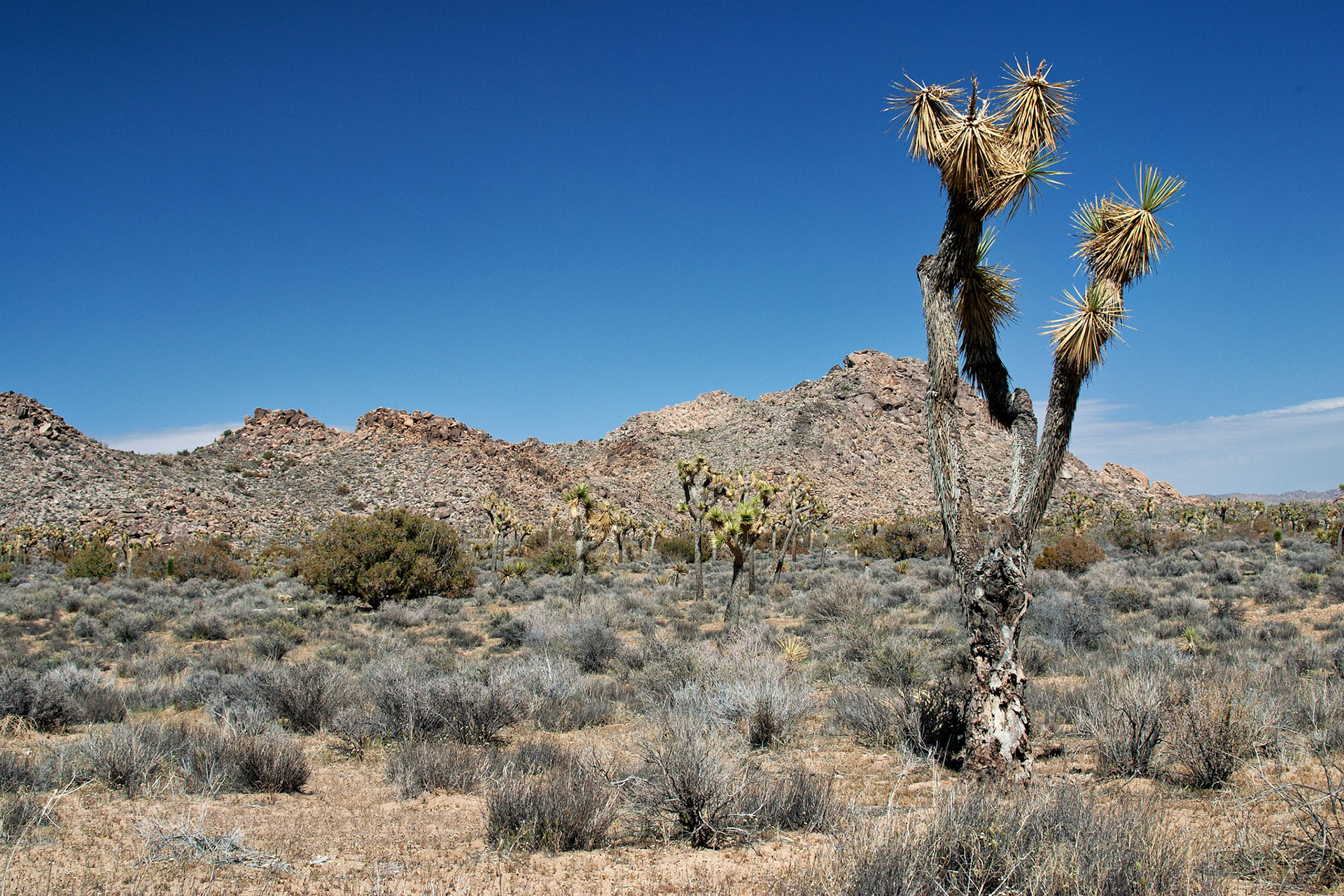 CA_JoshuaTree_20030514_0005_PS.dng