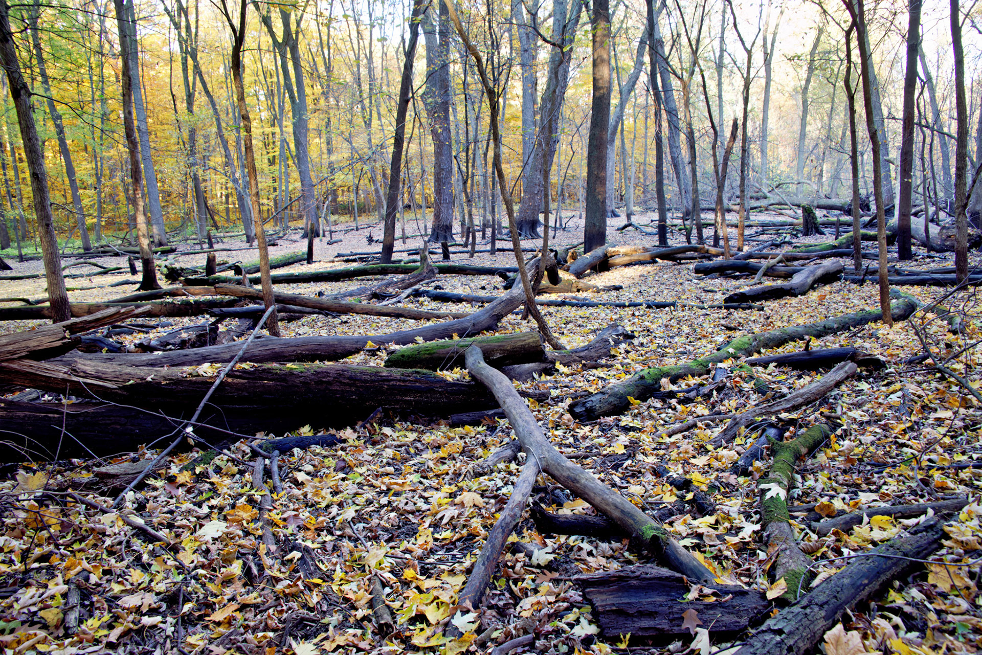 IL_Morton Arboretum_20141022_0626_PS.tif