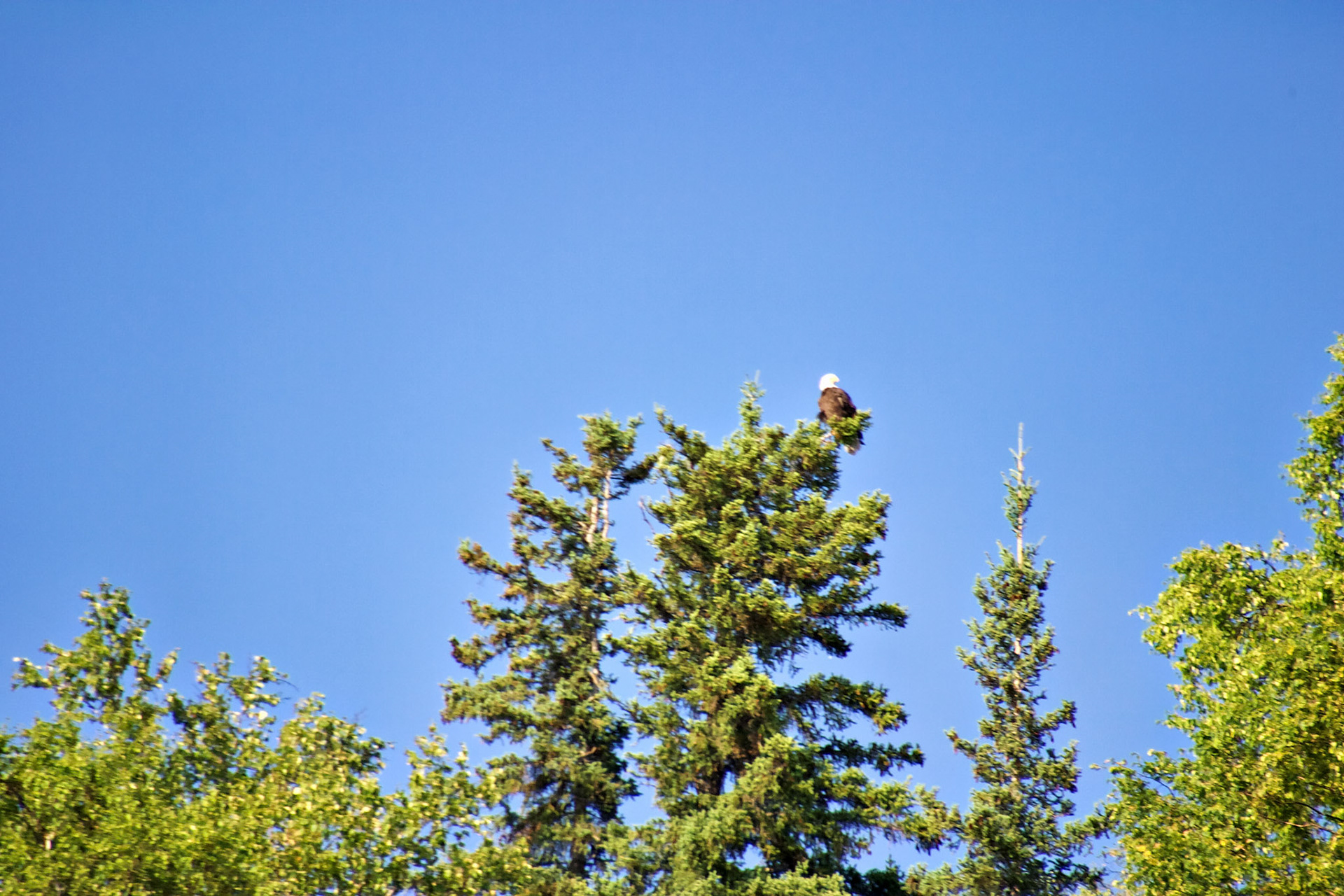 AK_20030806_0755_PS.dng