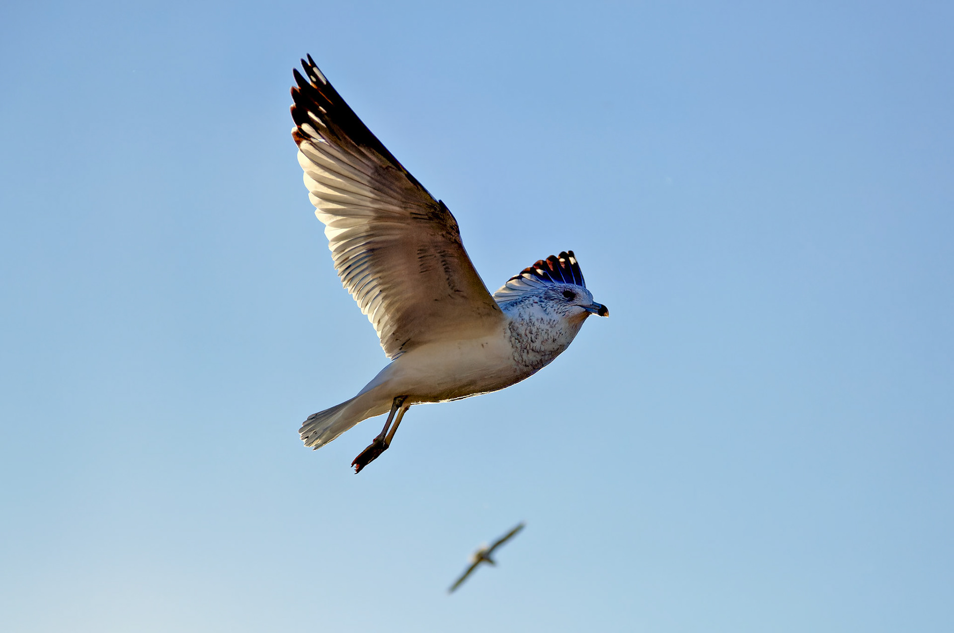 Wildlife_20051102_0143_PS.dng