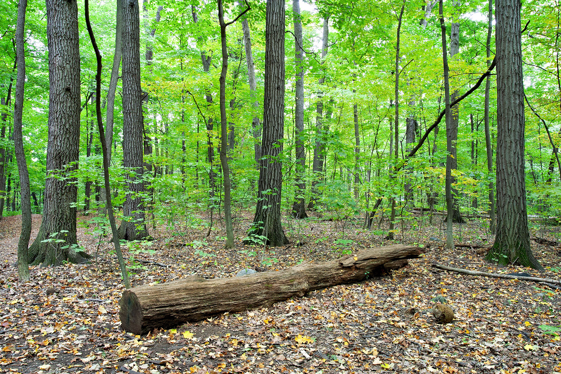 IL_Morton Arboretum_20021017_0074_PS.tif