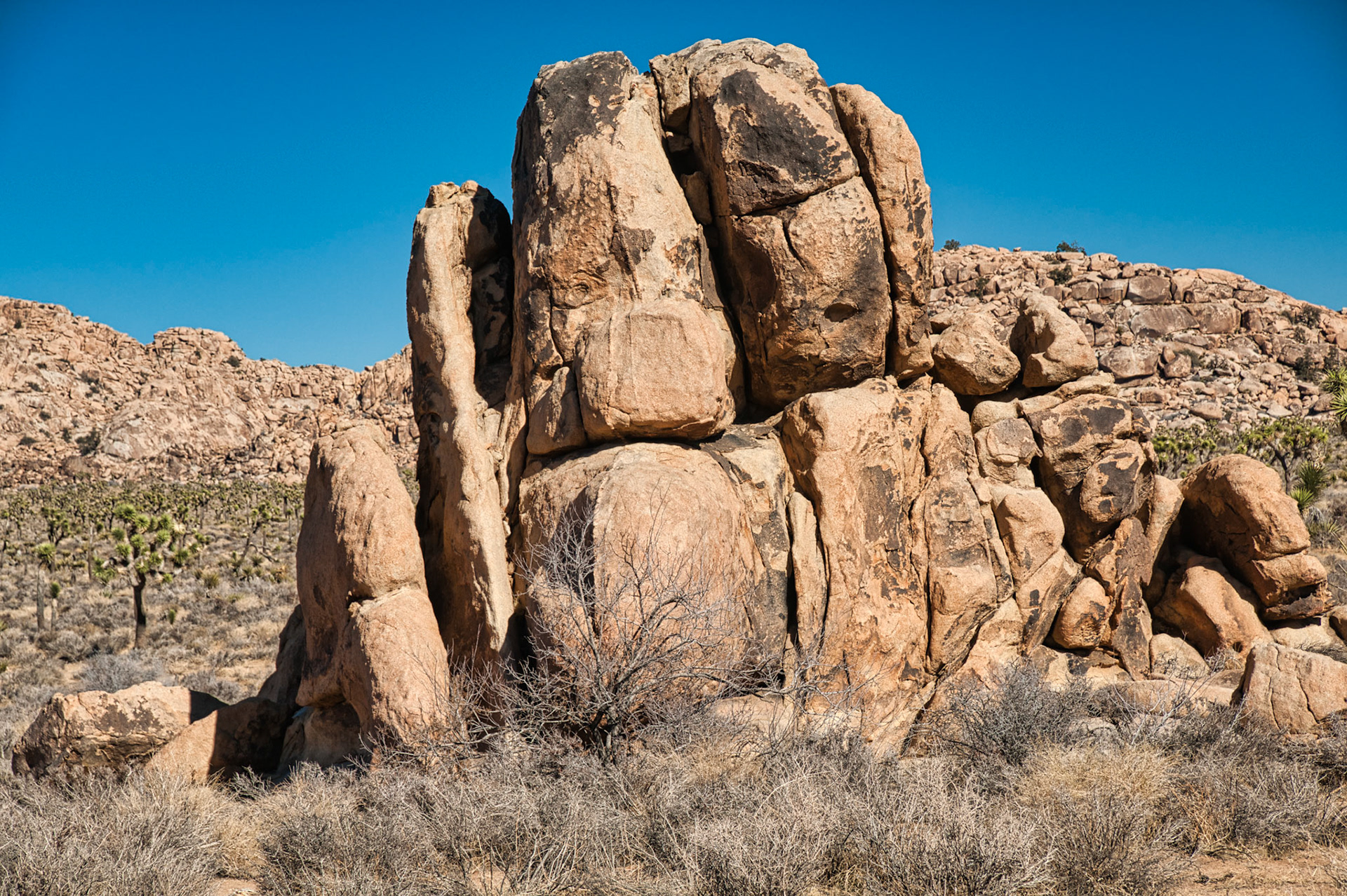 California Joshua Tree 00055