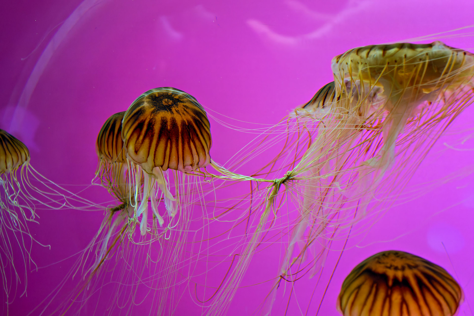 Wildlife_20120725_0308_PS.dng