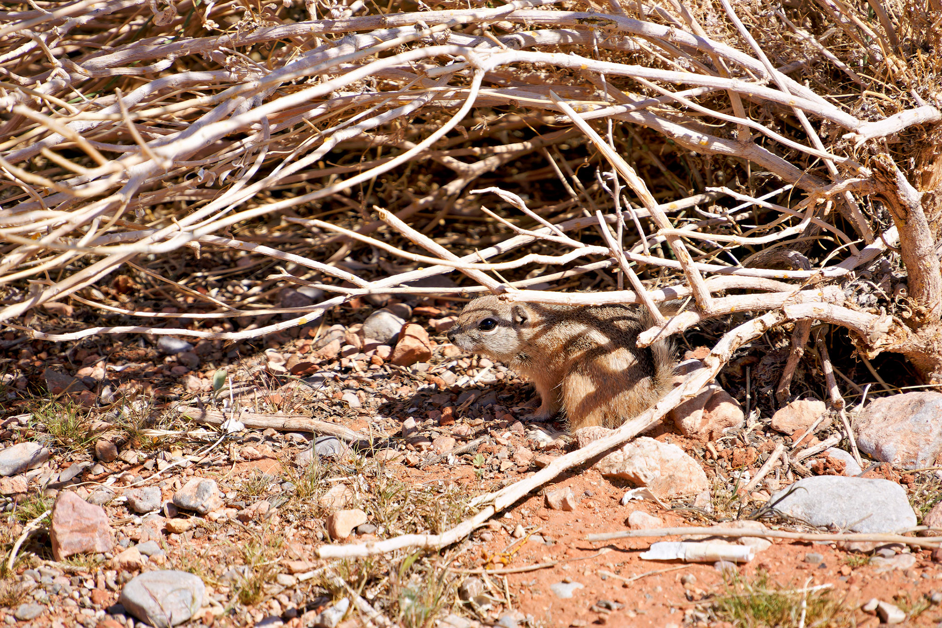 Wildlife_20120313_0262_PS.dng