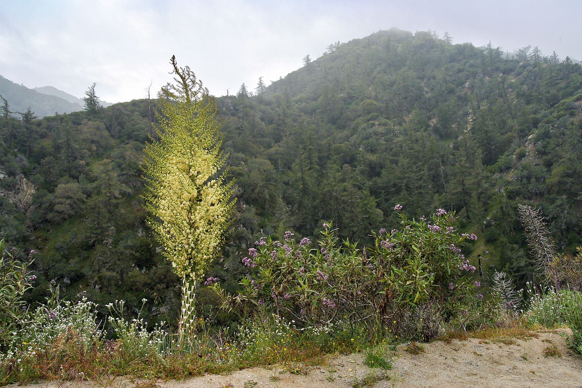 CA_LA_20030514_0040_PS.dng