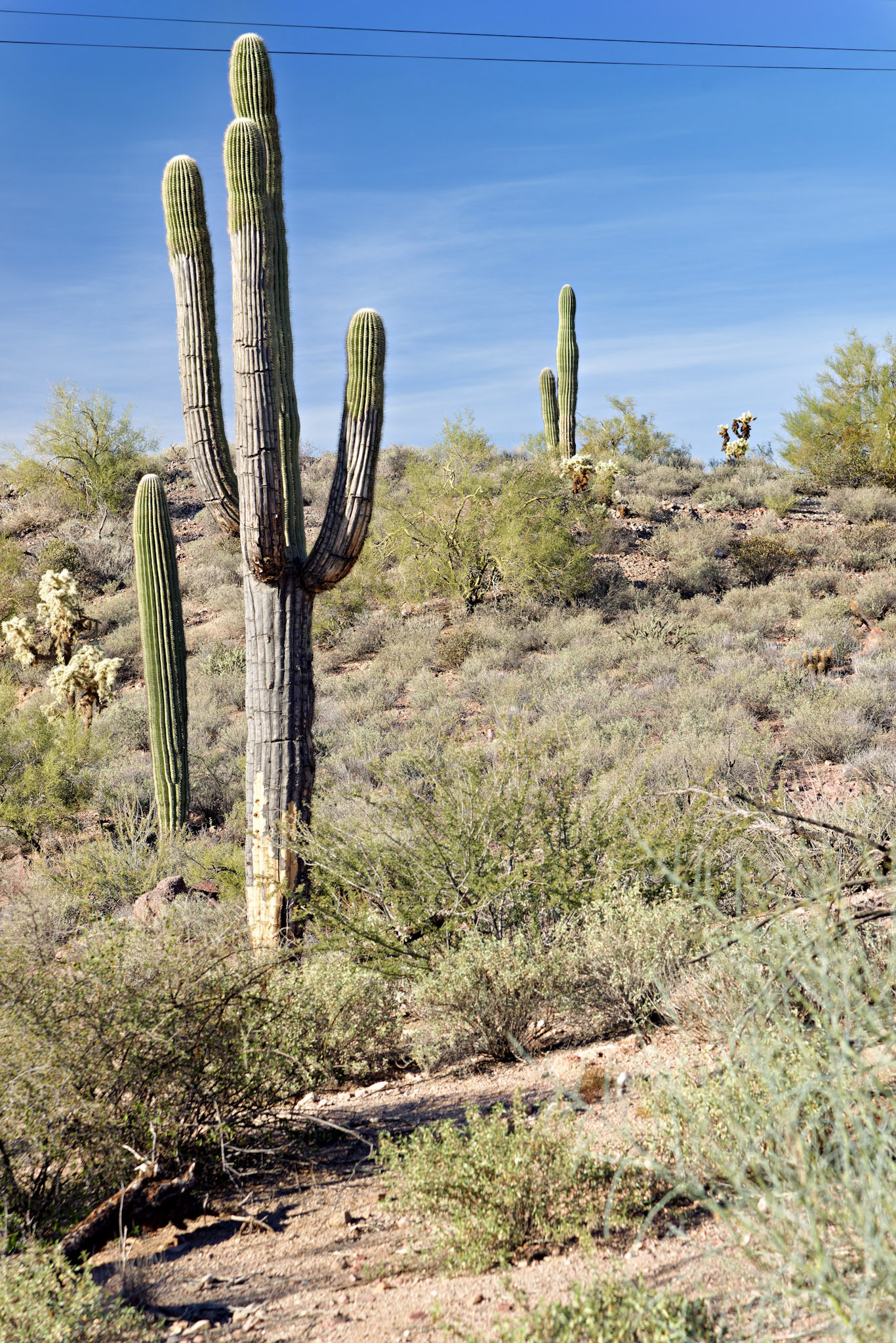 AZ_20121209_0343_PS.dng