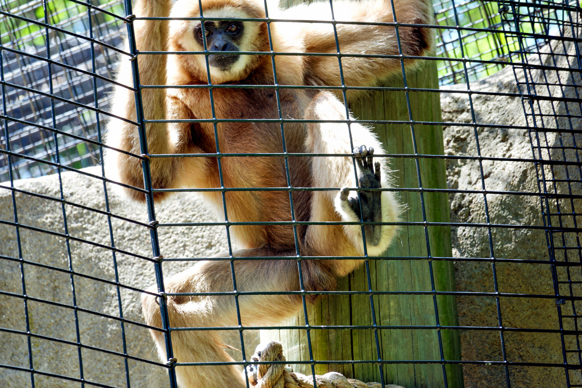 IN_Indianapolis Zoo_20170608_0216_PS.dng