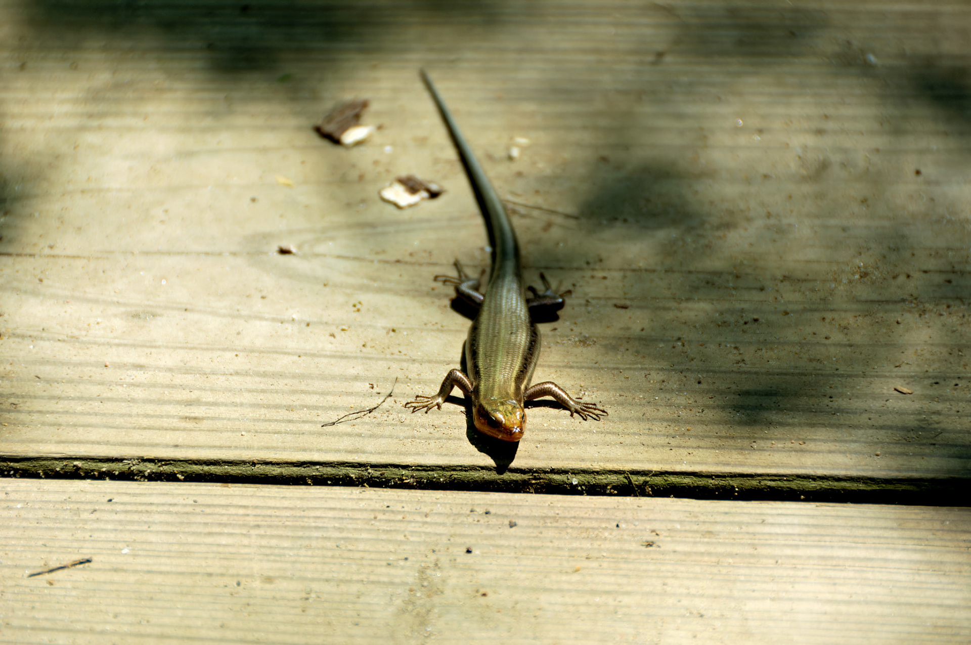 Wildlife_20070607_0160_PS.dng