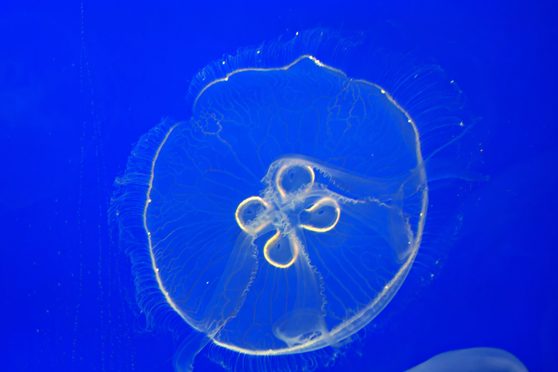 Wildlife_20120725_0296_PS.dng