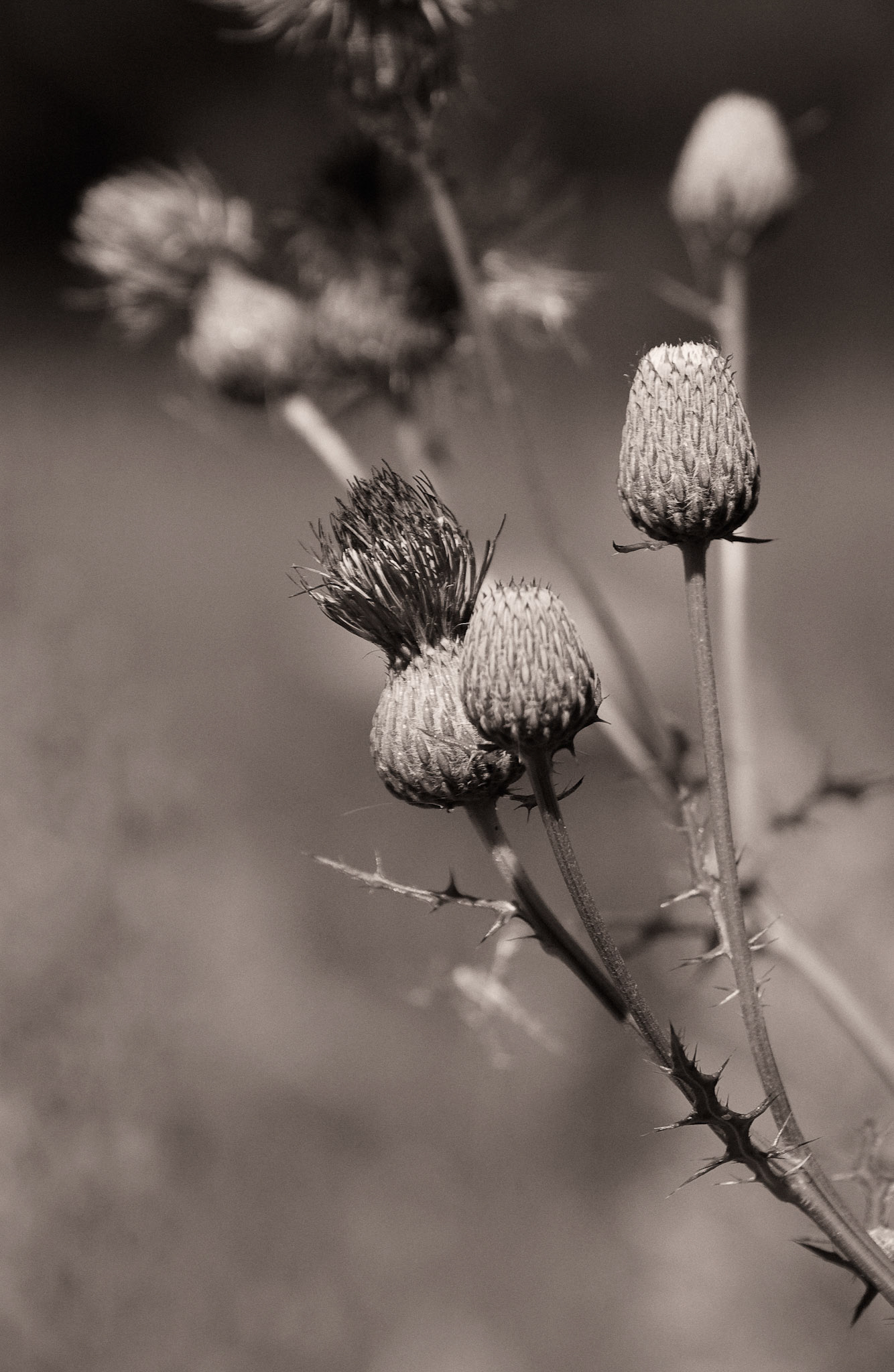 Black &amp; White 00051