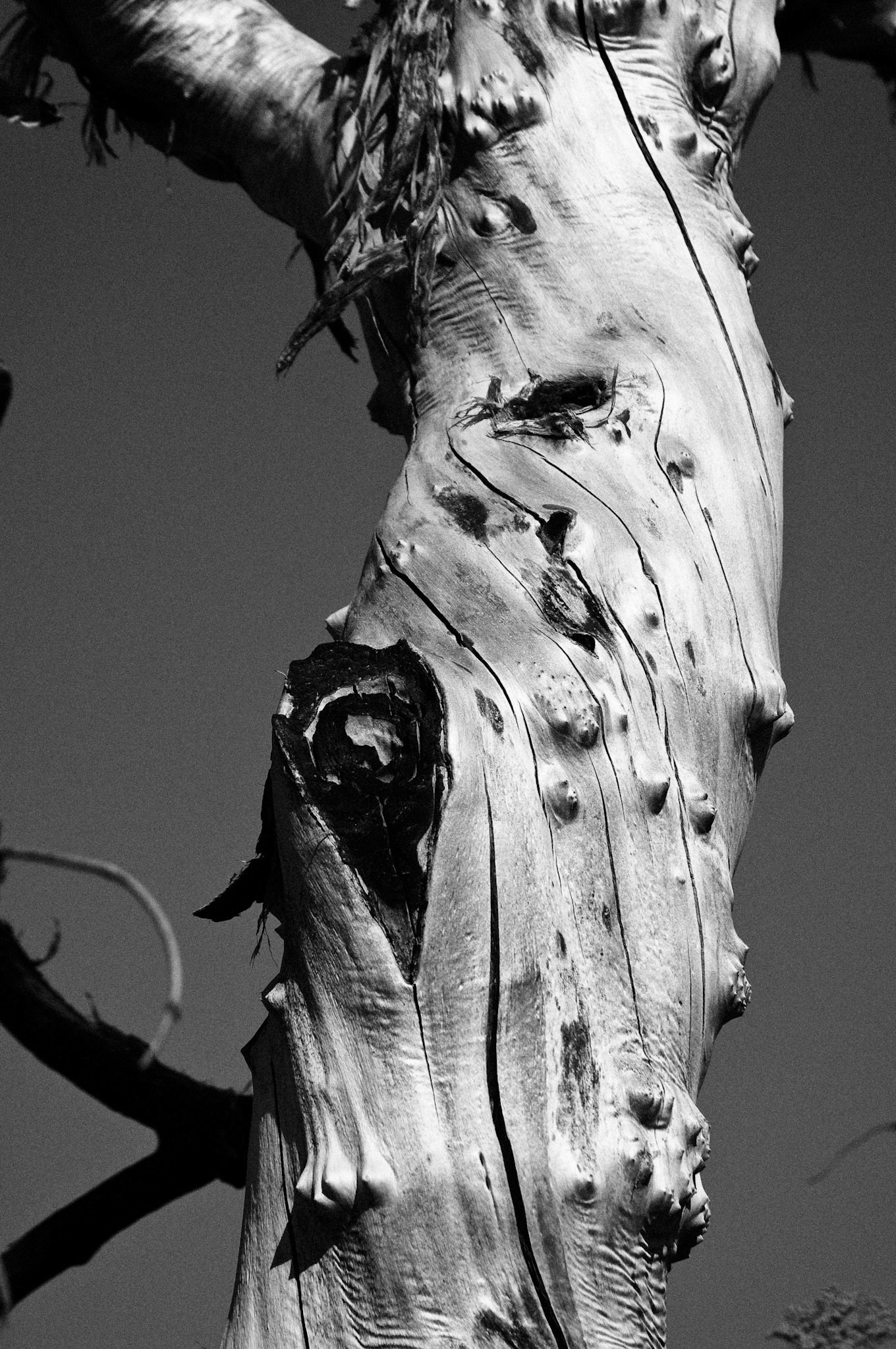 Black &amp; White 00077