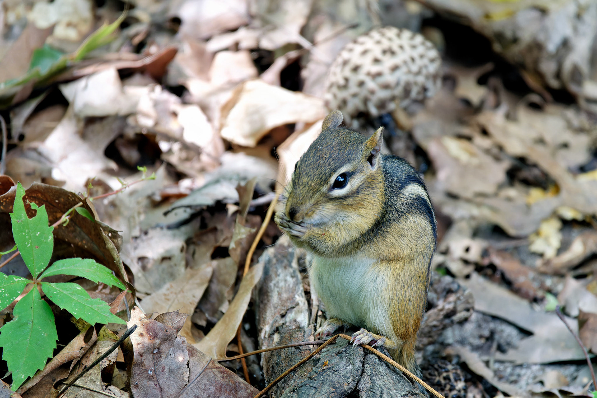 Wildlife_20160809_0724_PS.dng