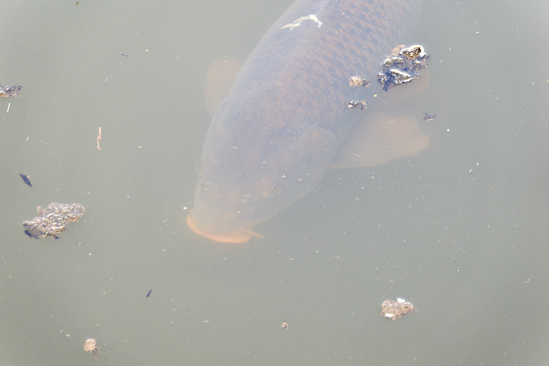 IL_Morton Arboretum_20190406_0884_PS.tif