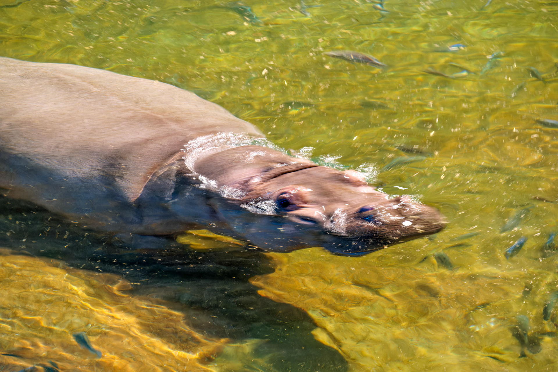 Wildlife_20140806_0573_PS.dng