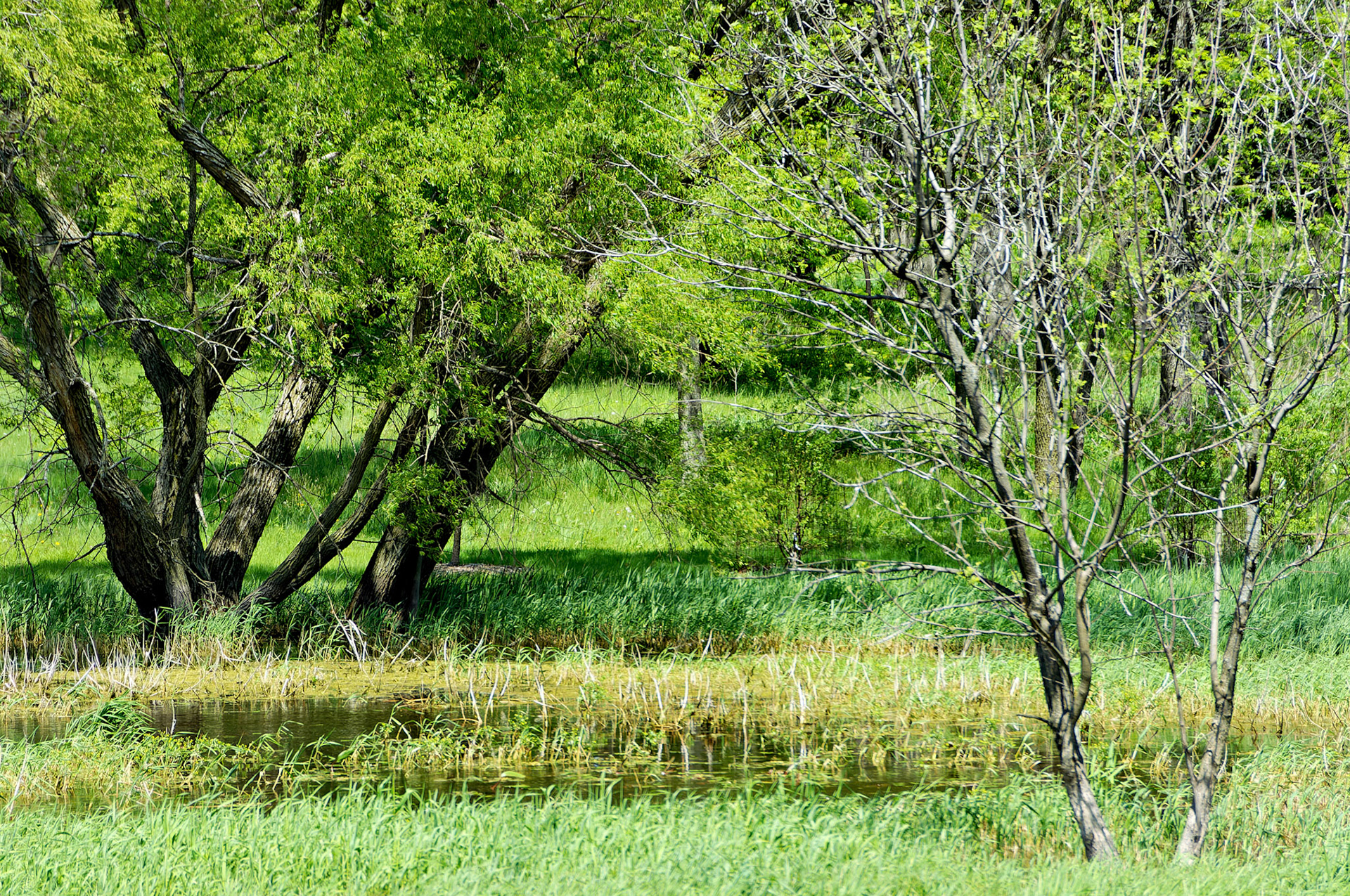 IL_Morton Arboretum_20050510_0194_PS.tif