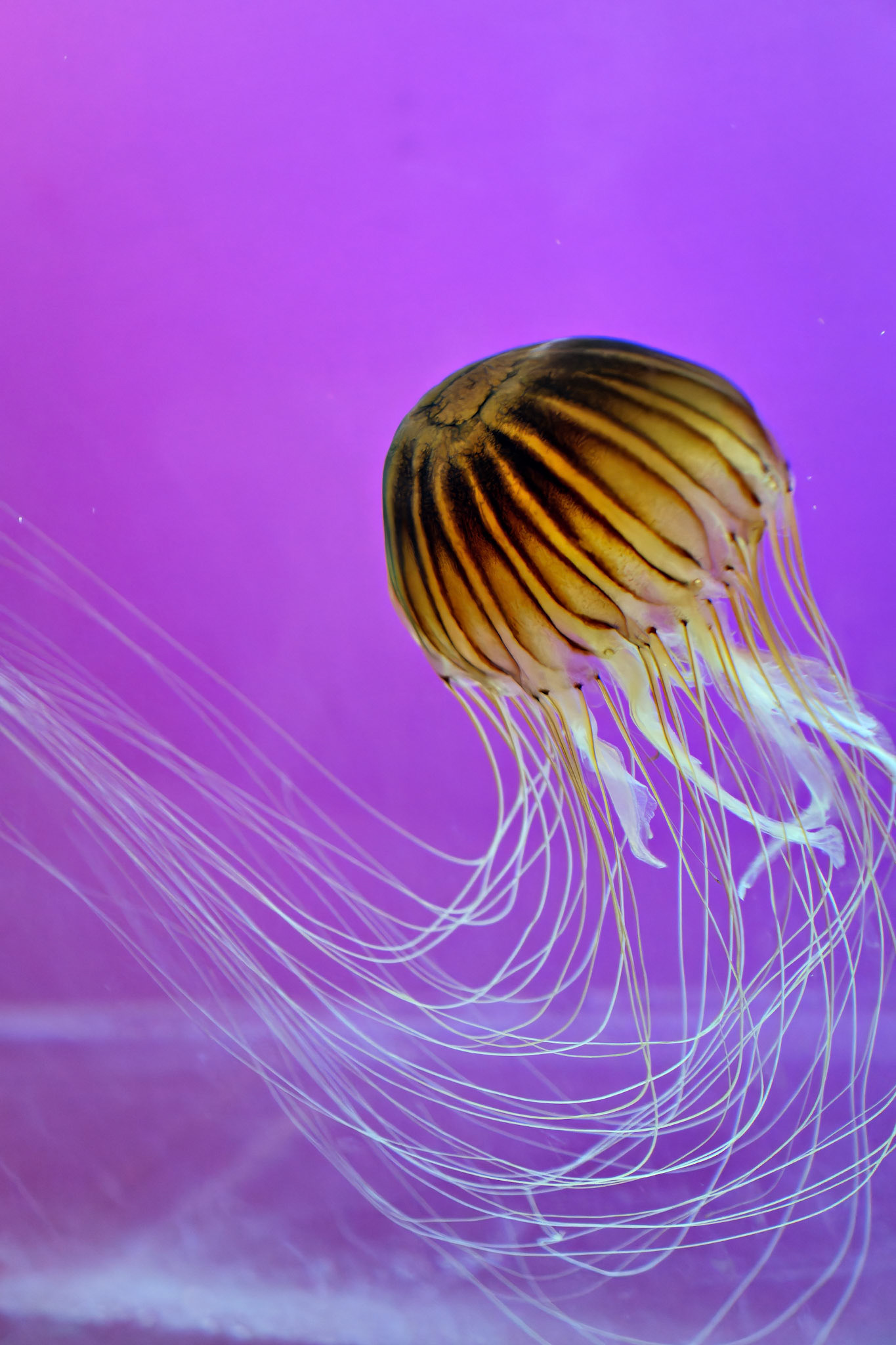 Wildlife_20120725_0306_PS.dng