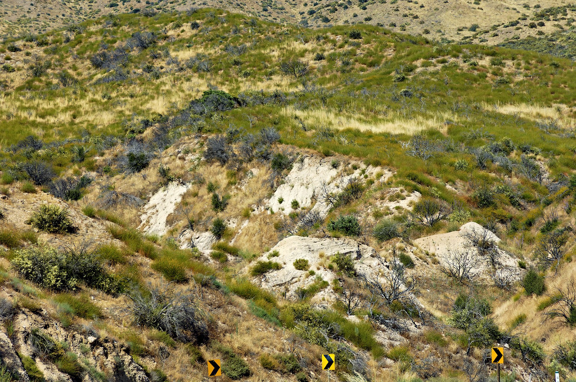 CA_20050613_0031_PS.dng