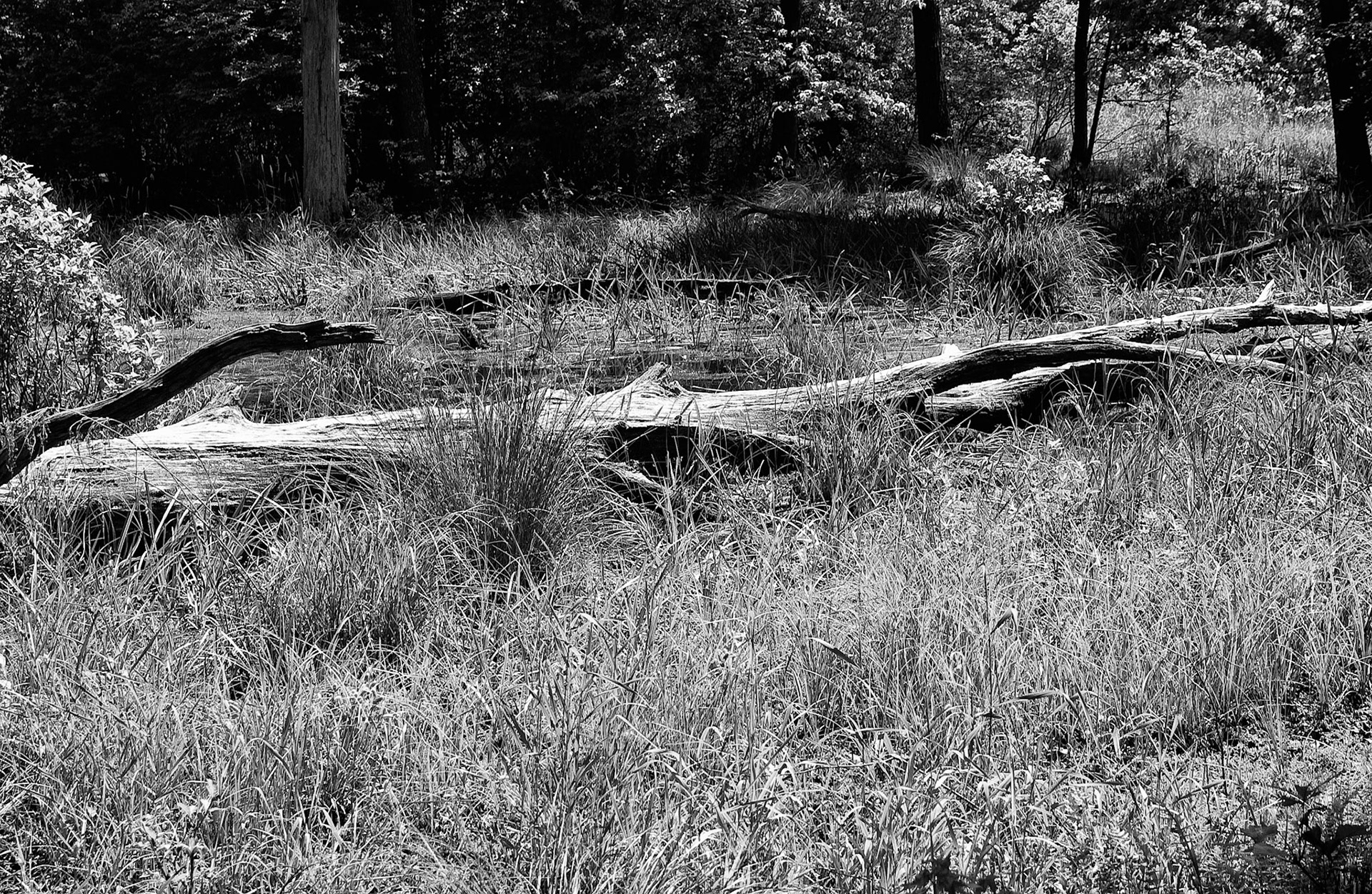 Black &amp; White 00047