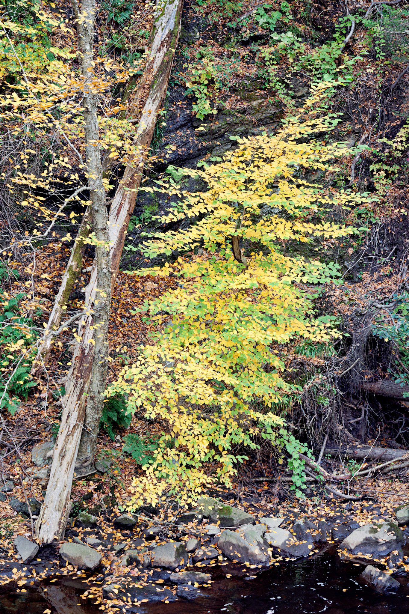 CT_20141017_0431_PS.dng