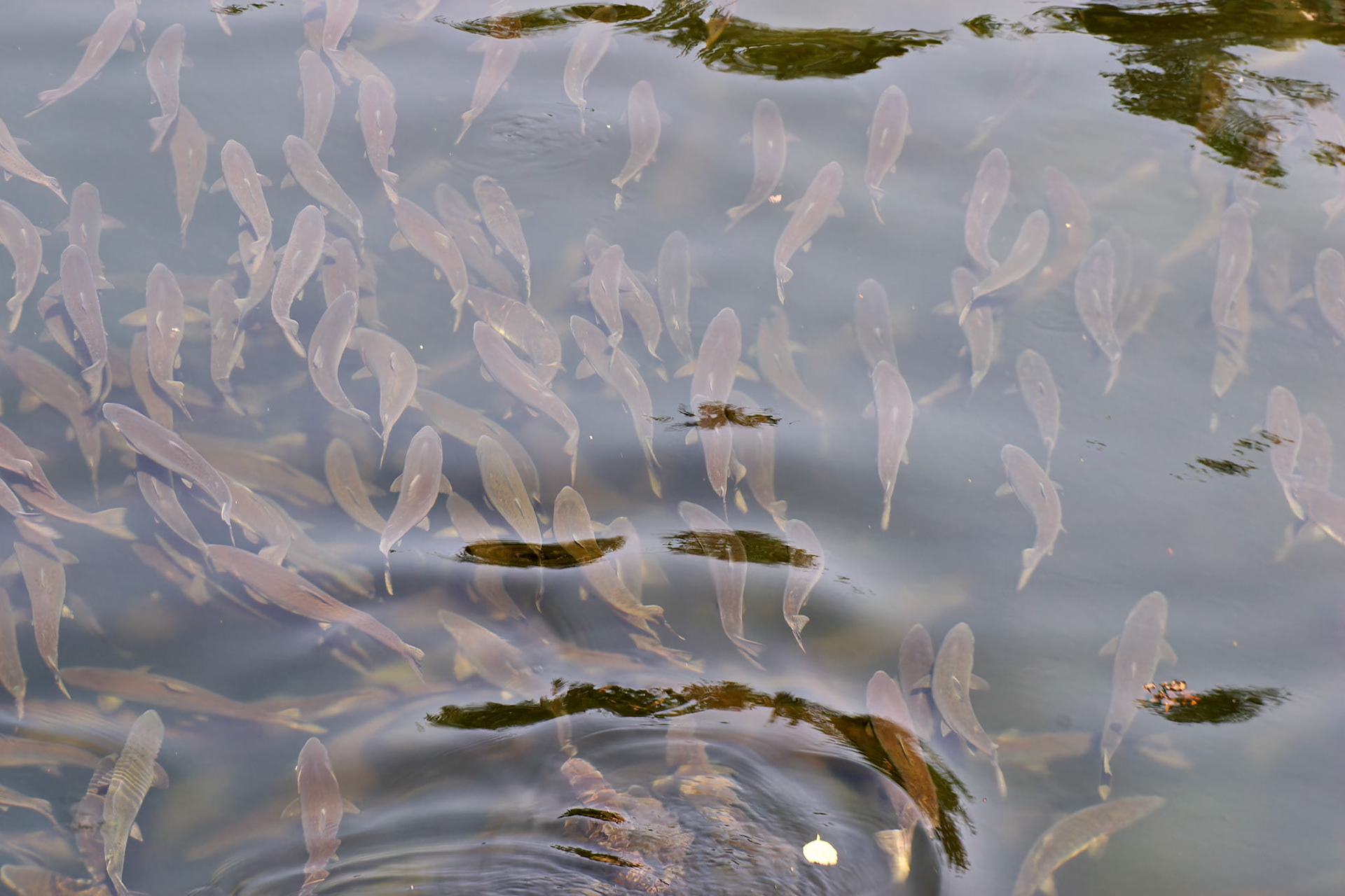 AK_20030730_0124_PS.dng