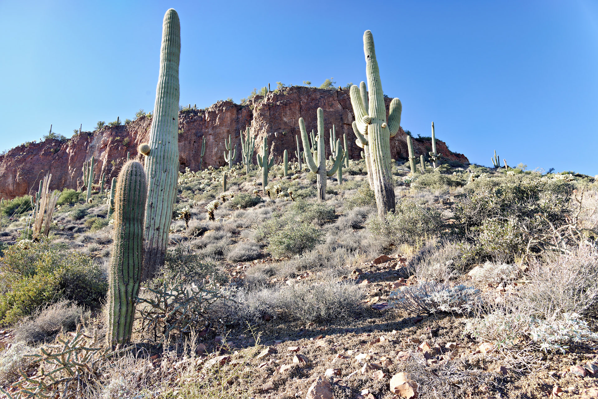 AZ_20121210_0412_PS.dng