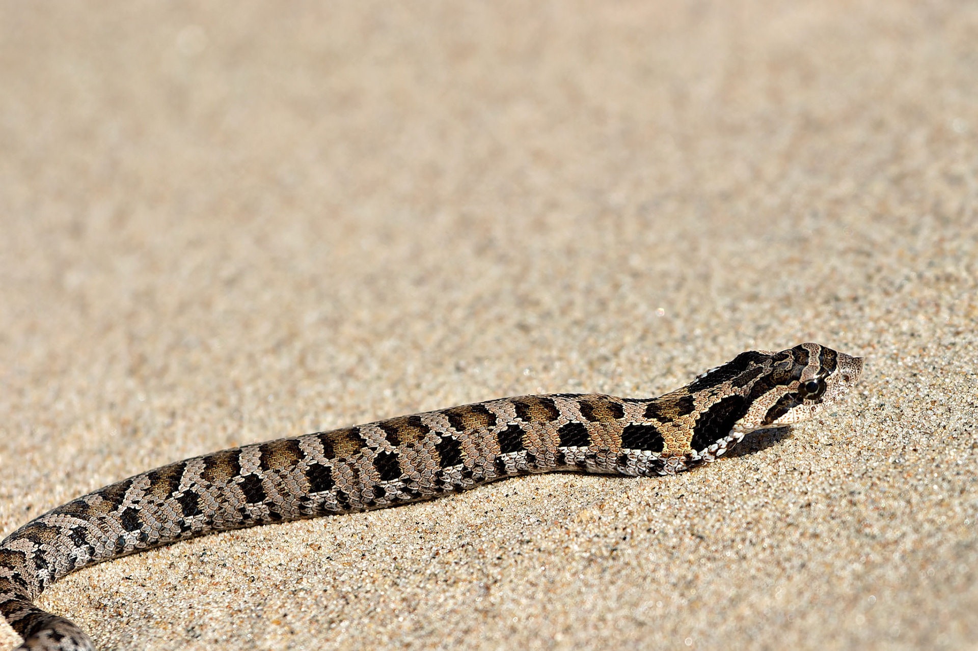 Wildlife_20030906_0102_PS.dng