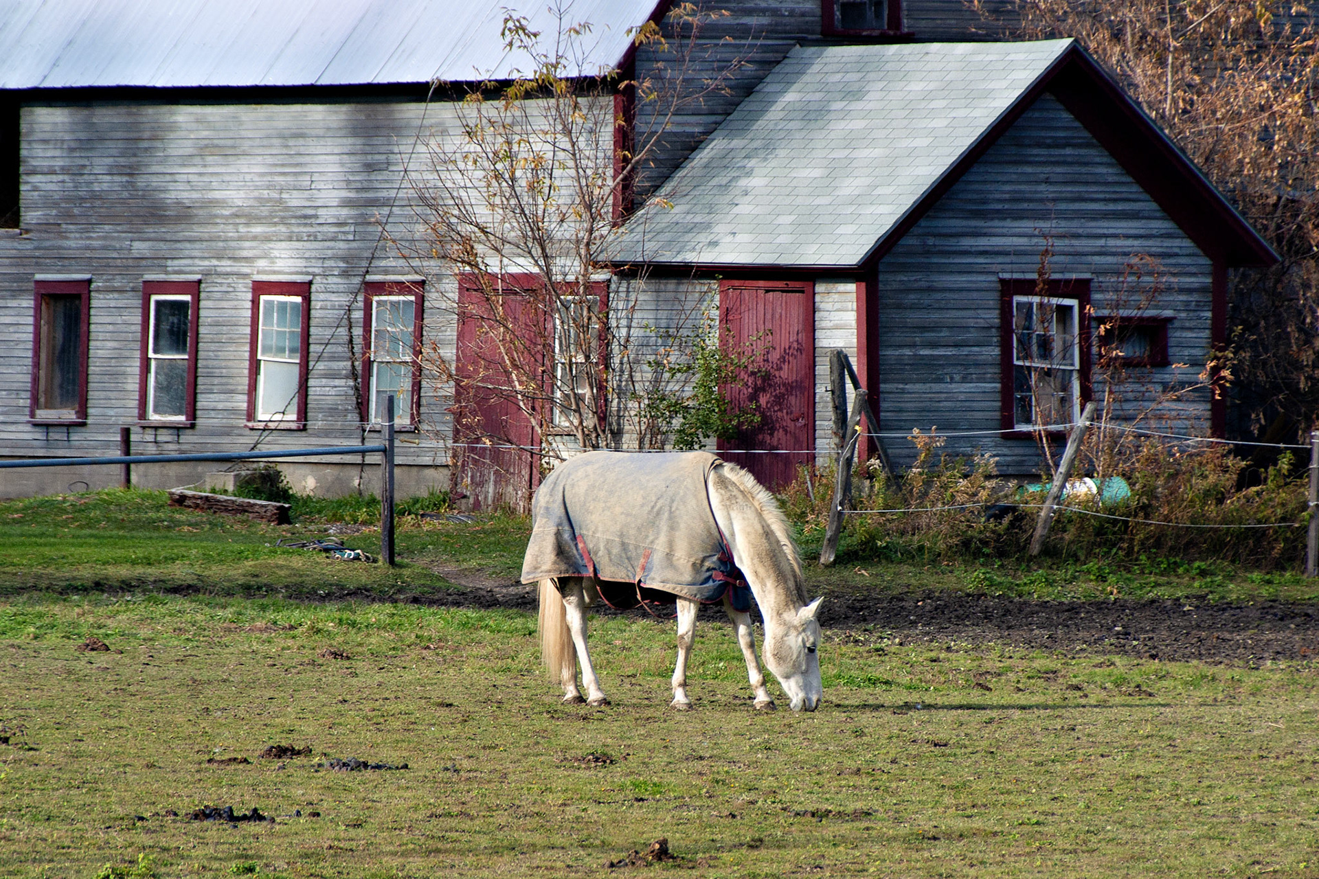 Wildlife_20021029_0029_PS.dng