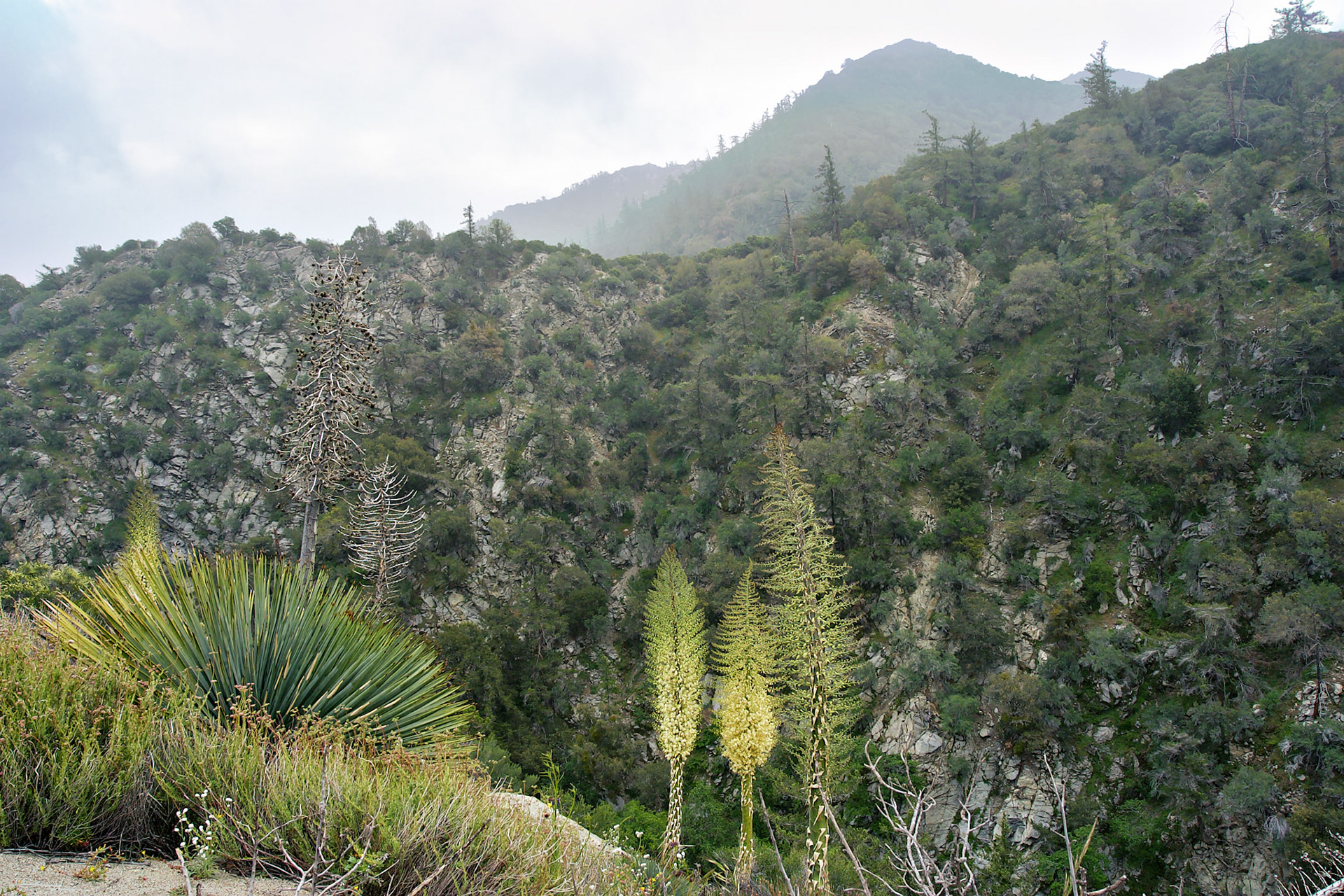 CA_LA_20030514_0038_PS.dng