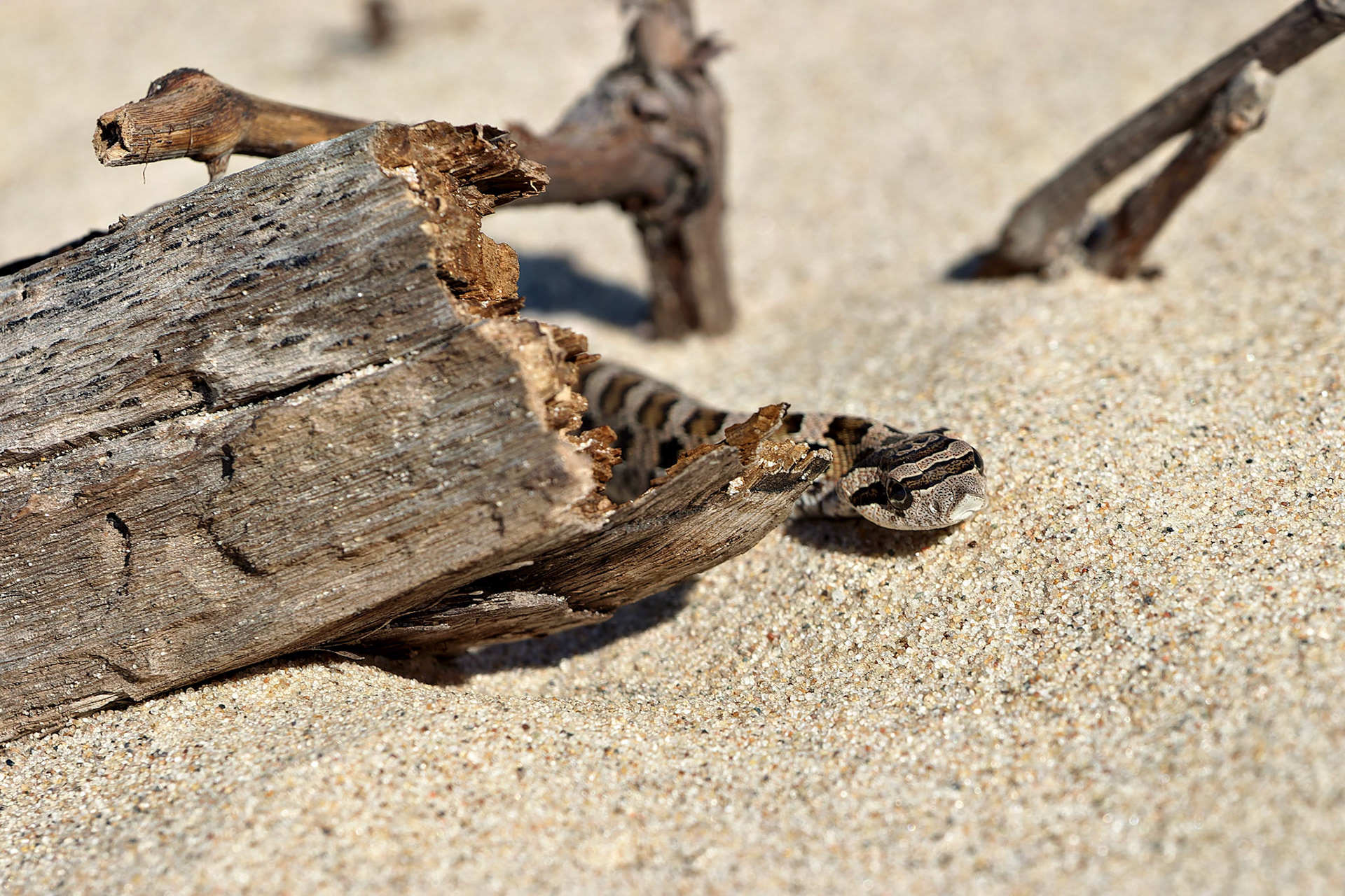 Wildlife_20030906_0112_PS.dng