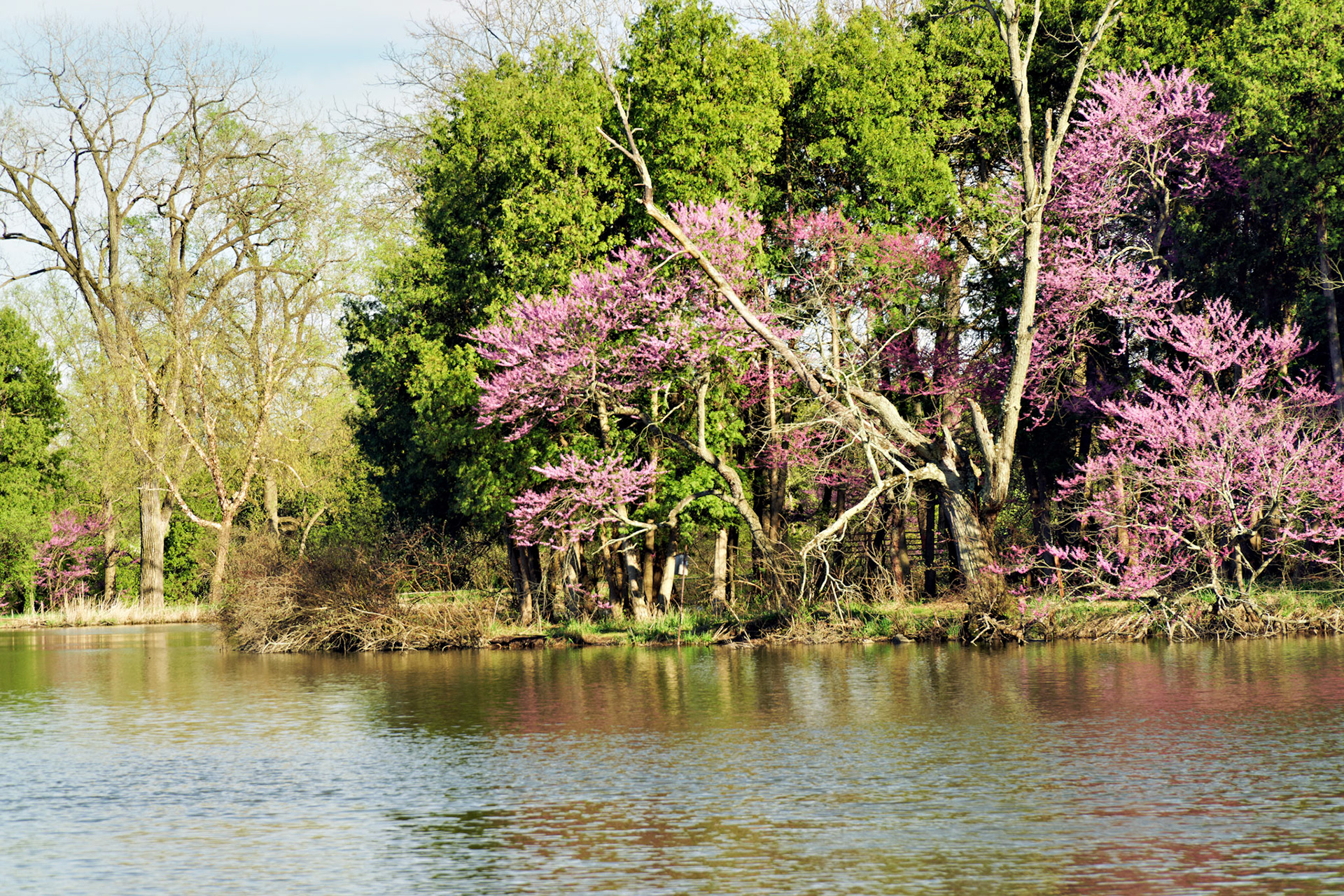 IL_Morton Arboretum_20170422_0789_PS.tif