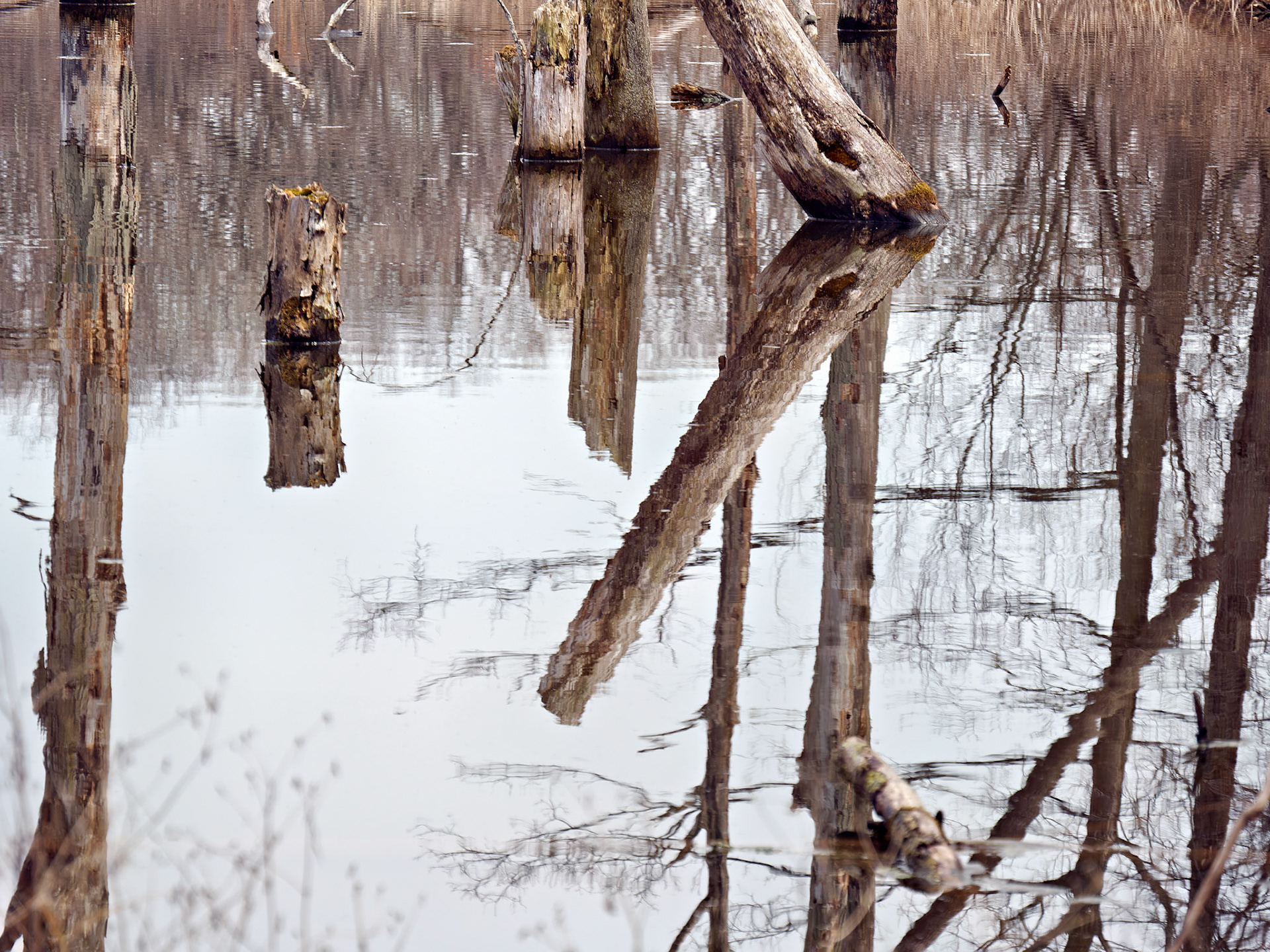 IL_Morton Arboretum_20180411_0795_PS.tif