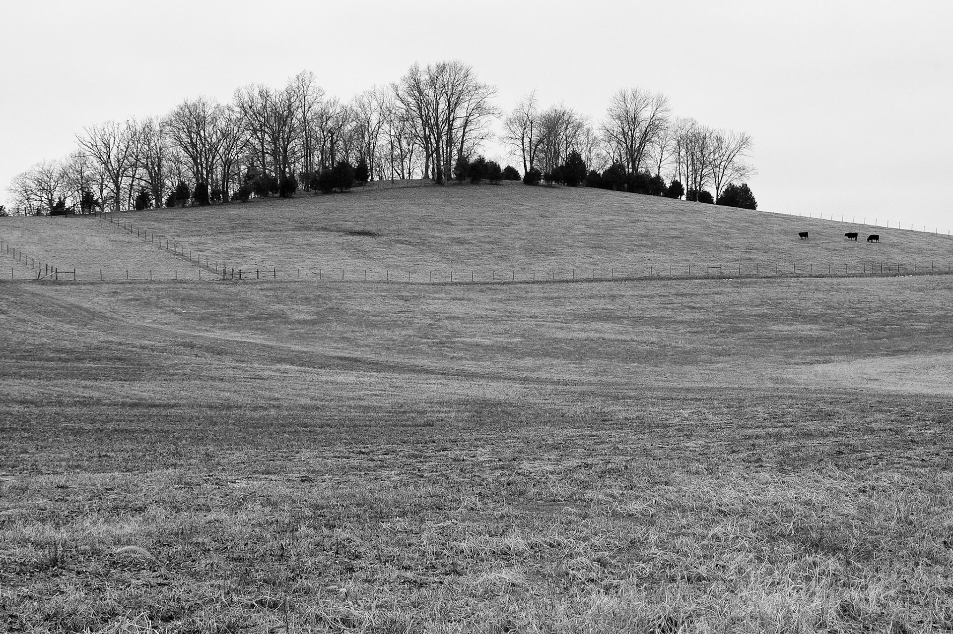 Black &amp; White 00058