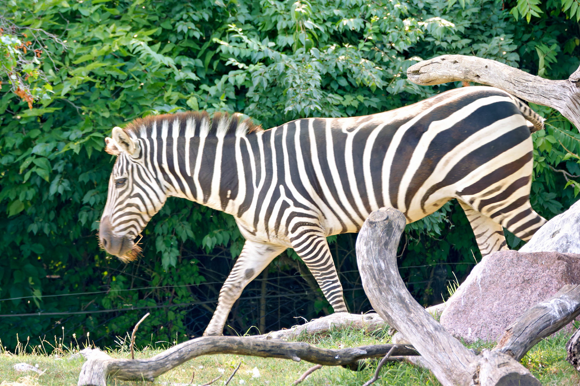 Wildlife_20140718_0455_PS.dng