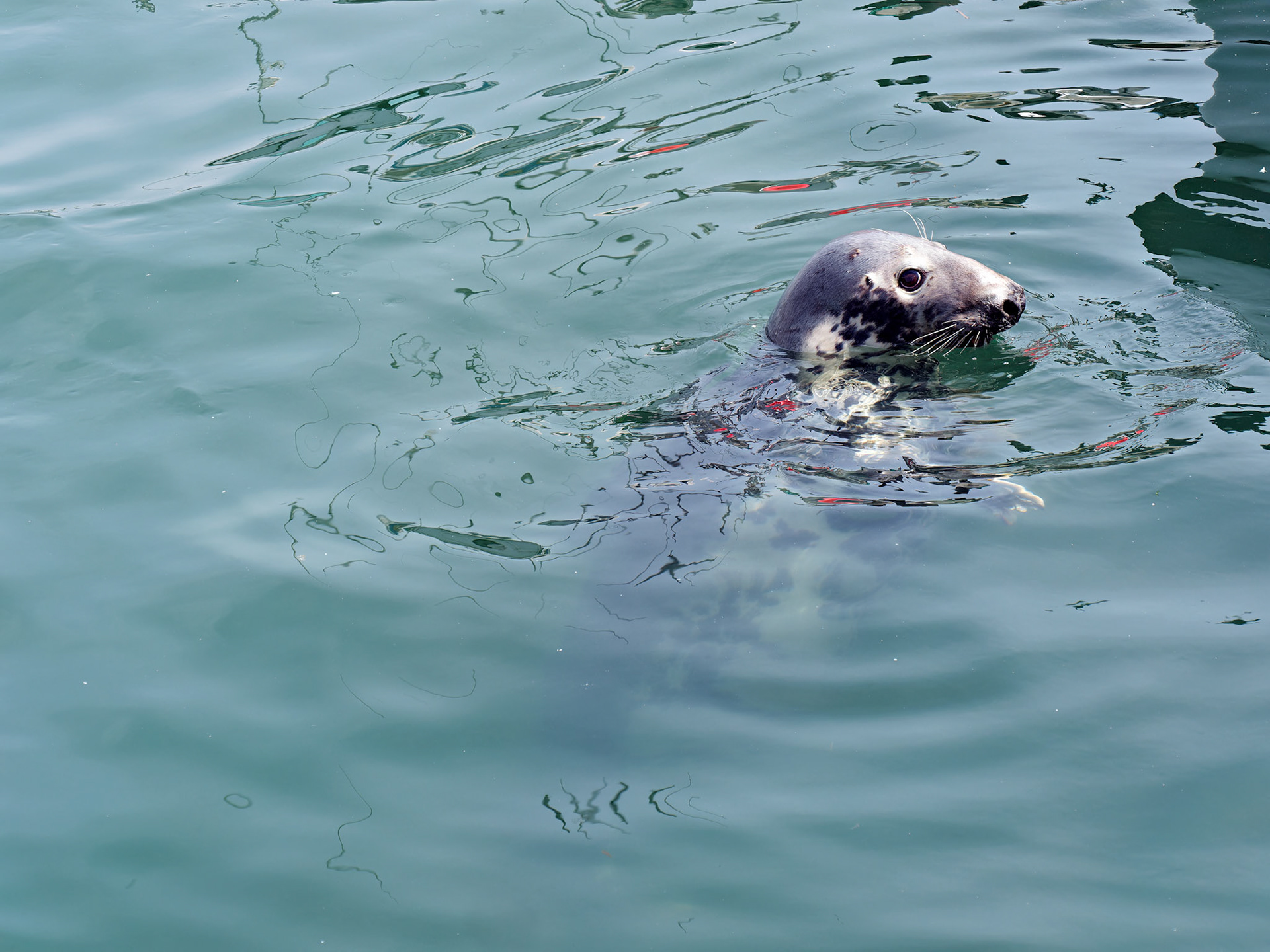 MA_CapeCodChattham_20180725_0014_PS.dng
