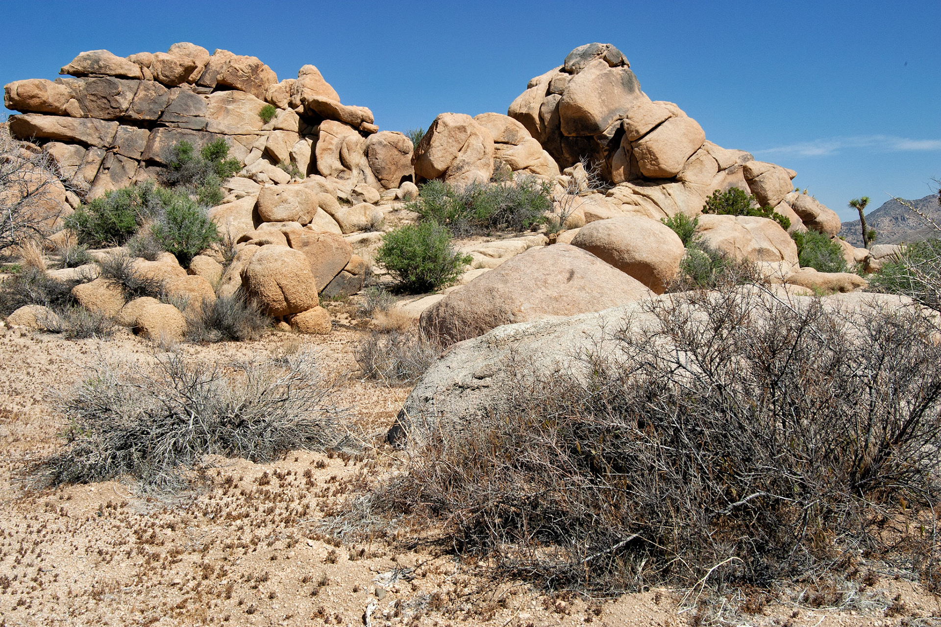 CA_JoshuaTree_20030514_0013_PS.dng