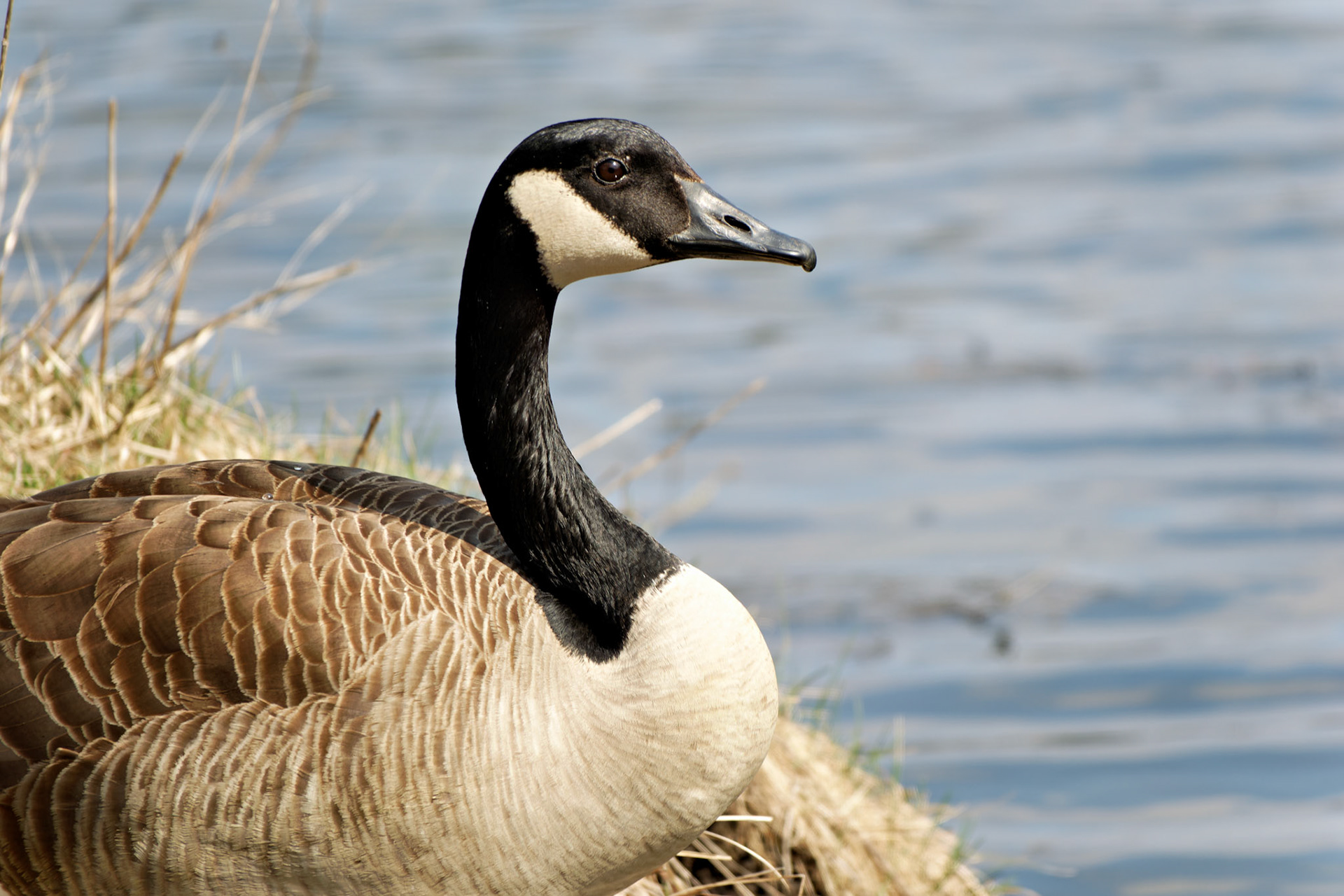 Wildlife_20190406_0750_PS.dng