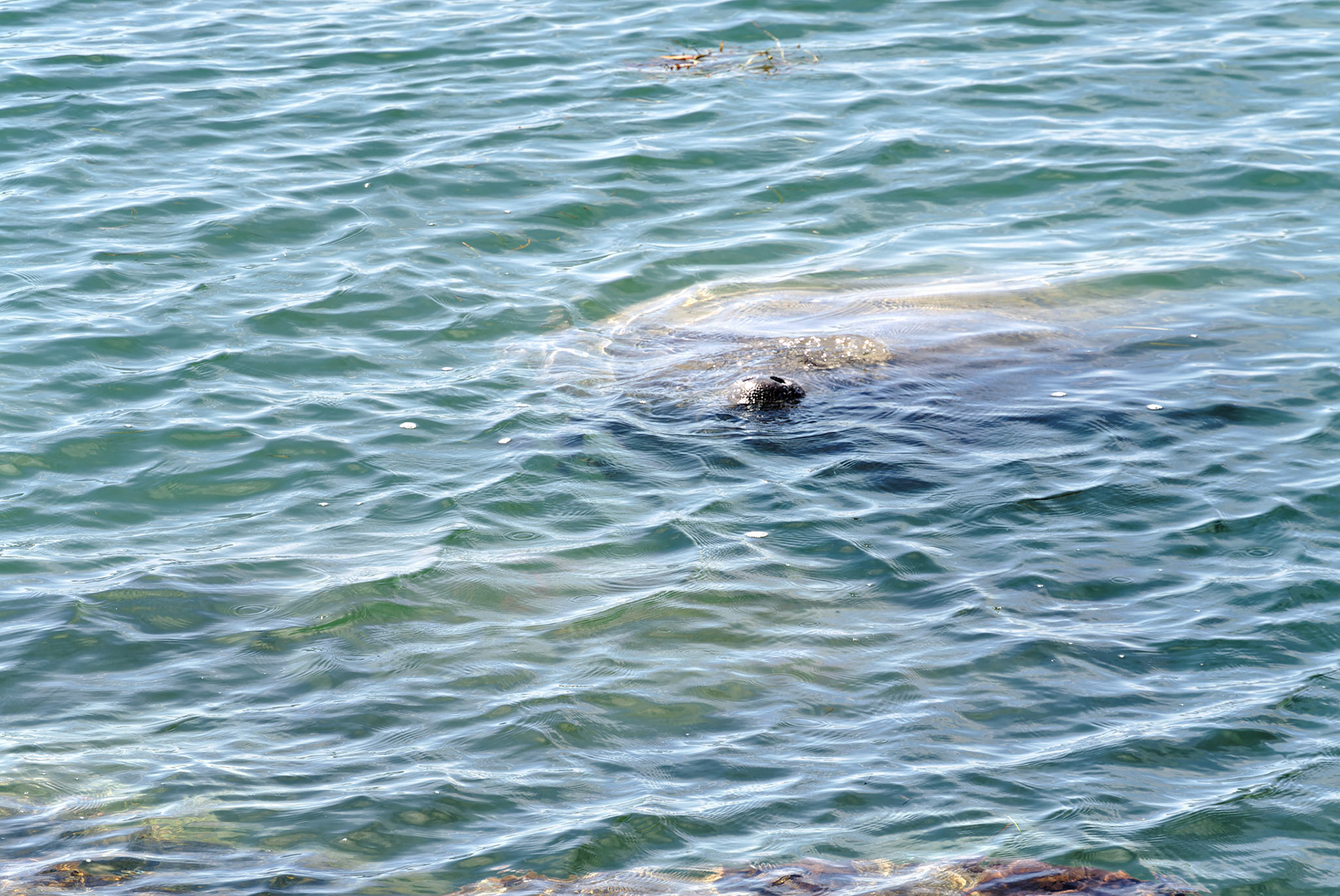 Wildlife_20120217_0246_PS.dng