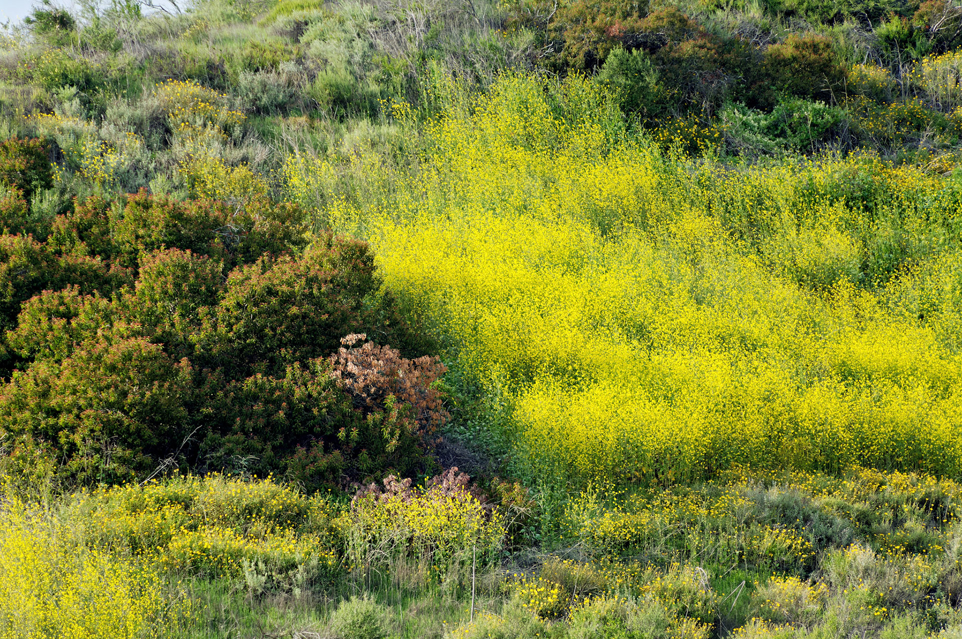 CA_LA_20060504_0339_PS.dng