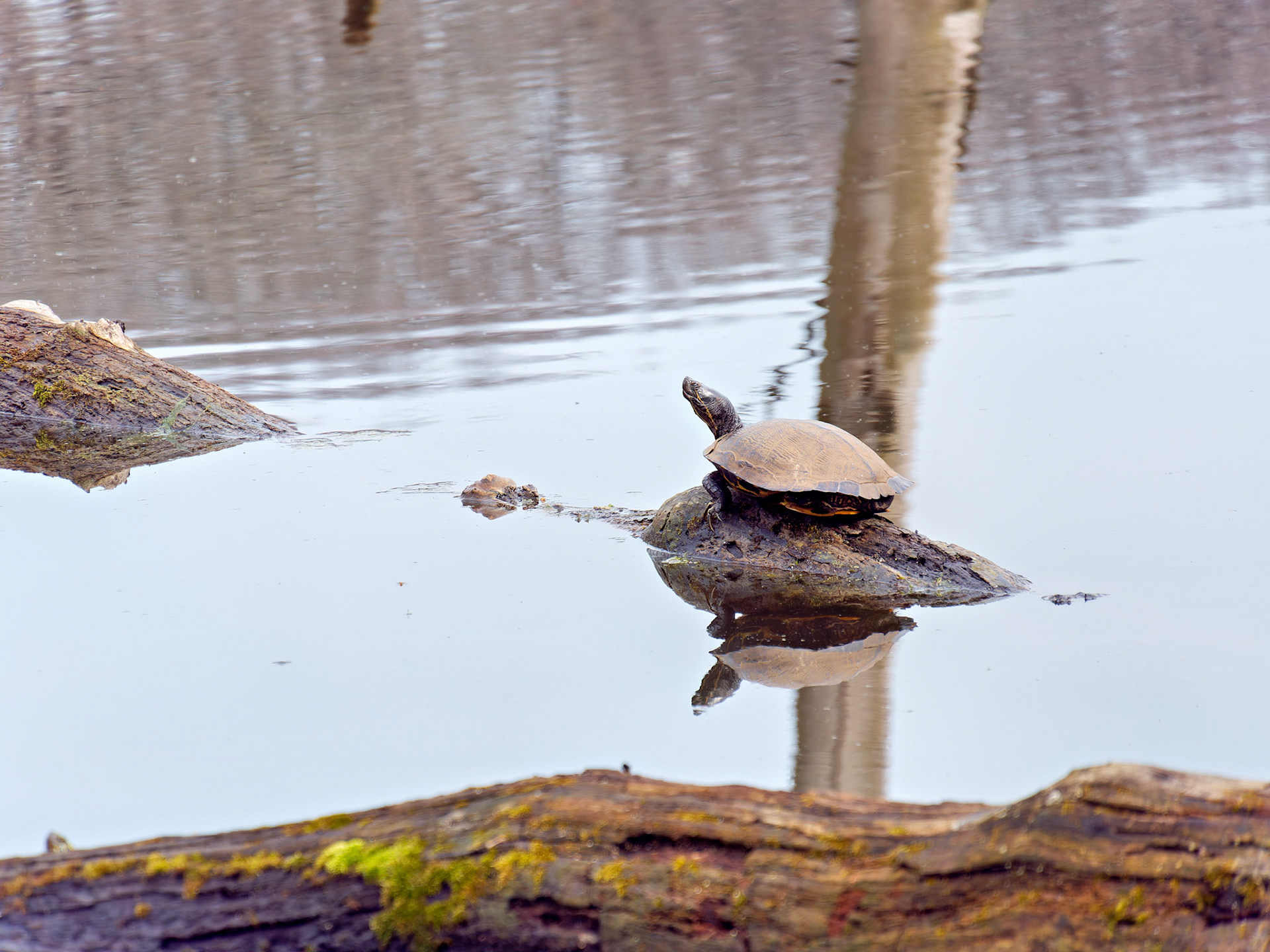 IL_Morton Arboretum_20180411_0794_PS.tif