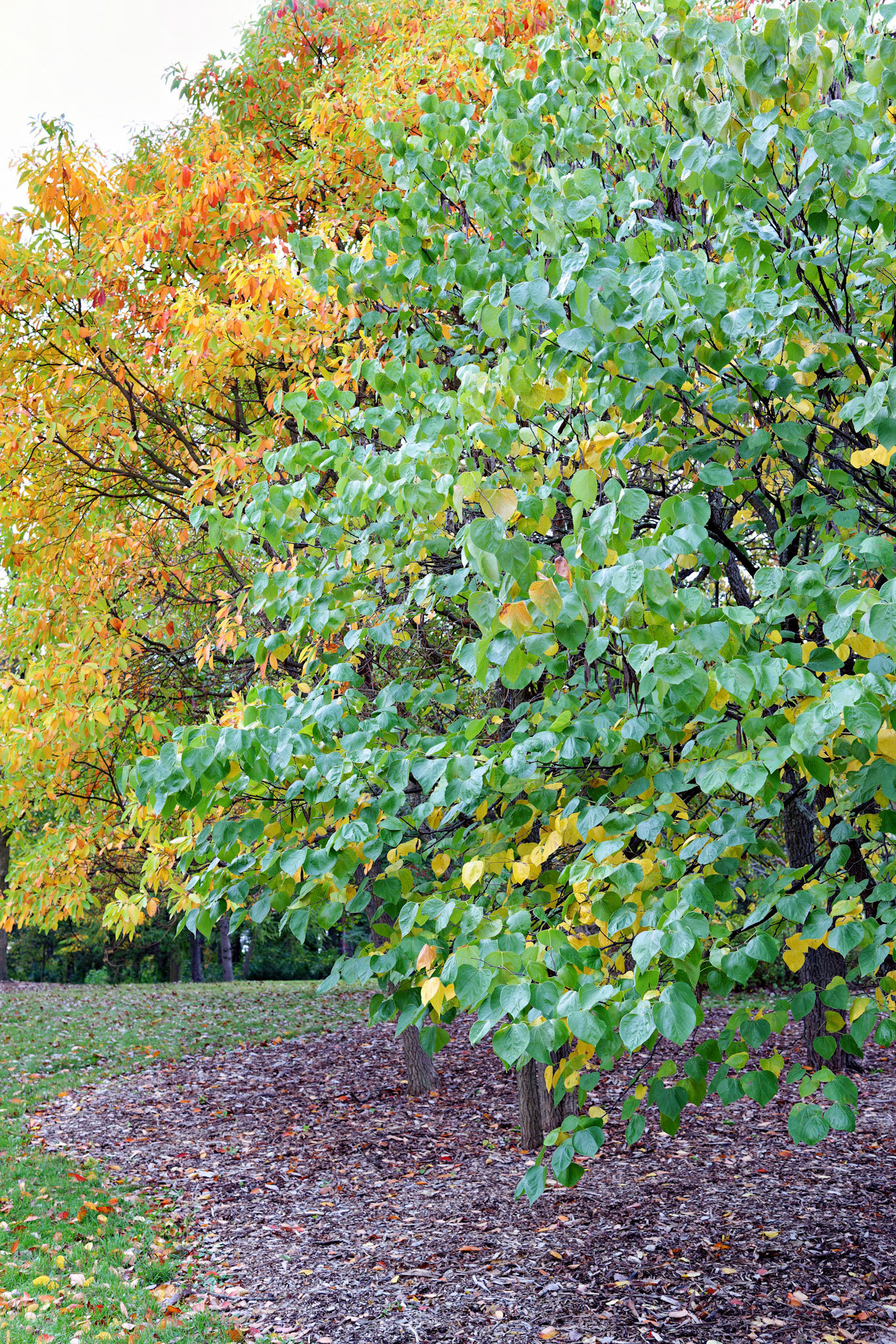 IL_Morton Arboretum_20121005_0521_PS.tif