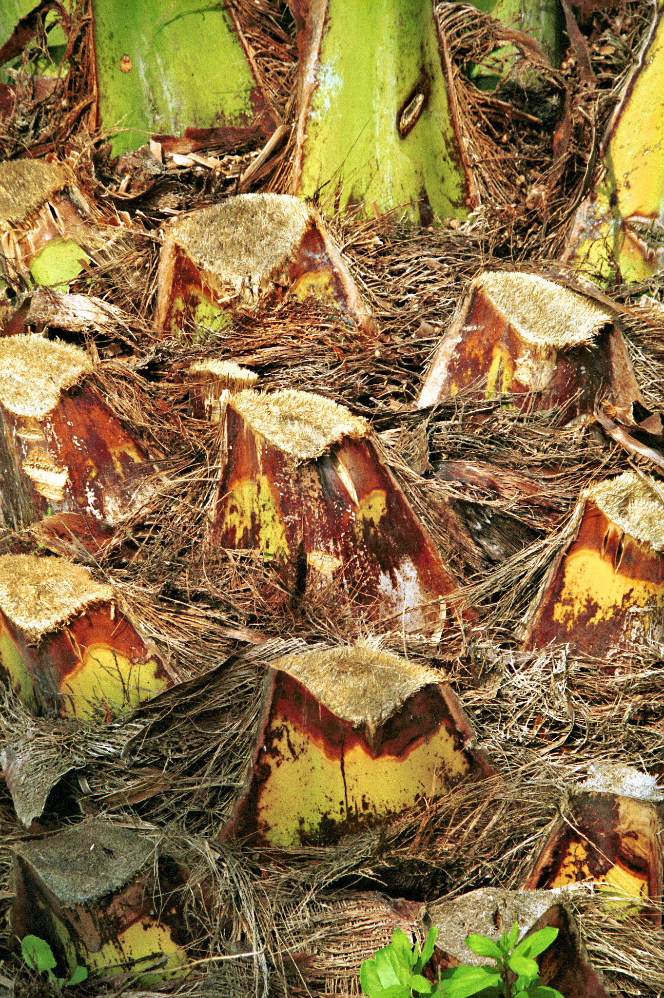 CA_LA_20071031_0377_PS.dng