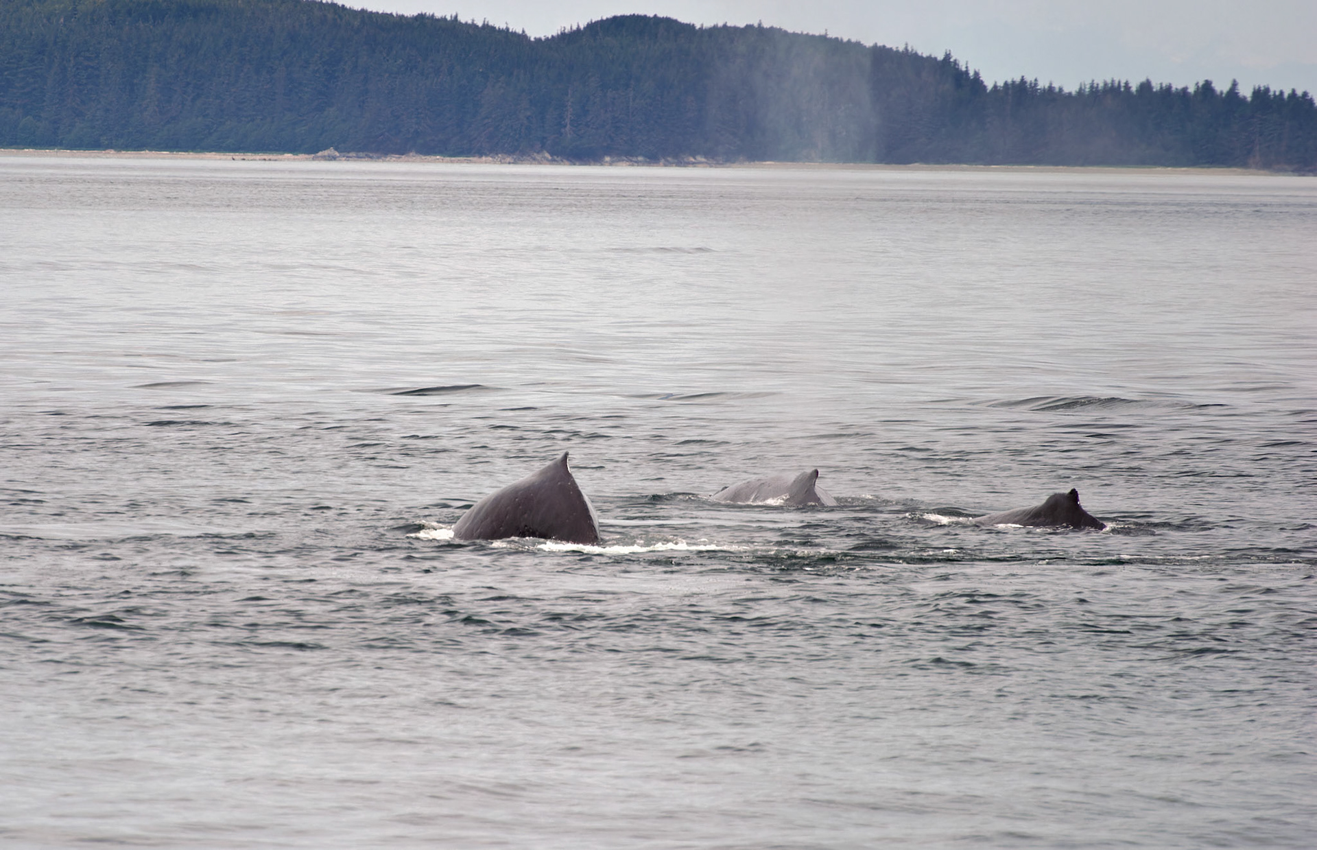 AK_20030731_0226_PS.dng