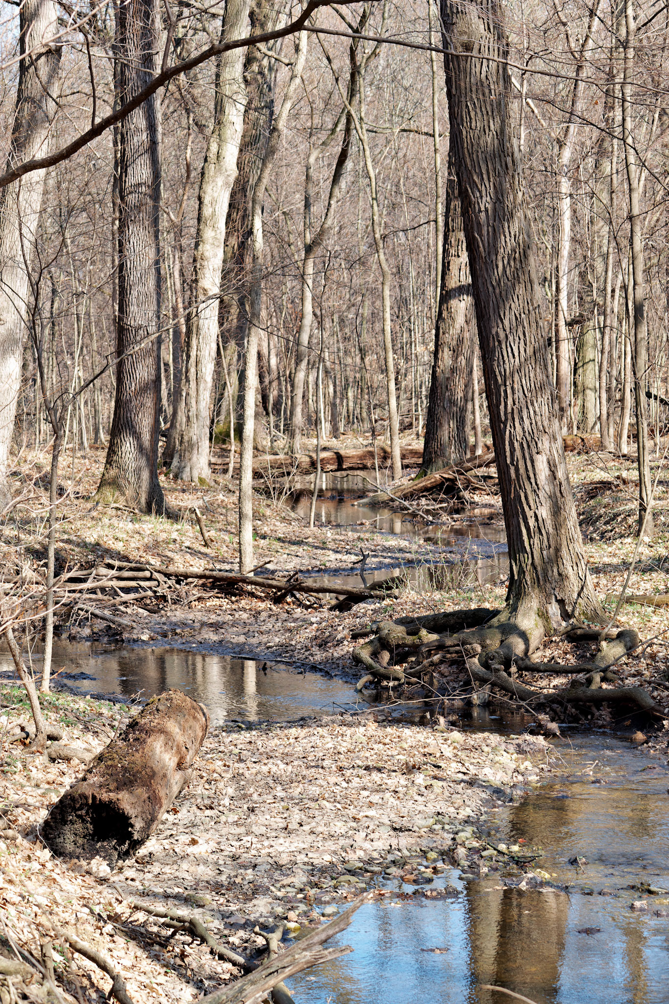 IL_Morton Arboretum_20150411_0669_PS.tif